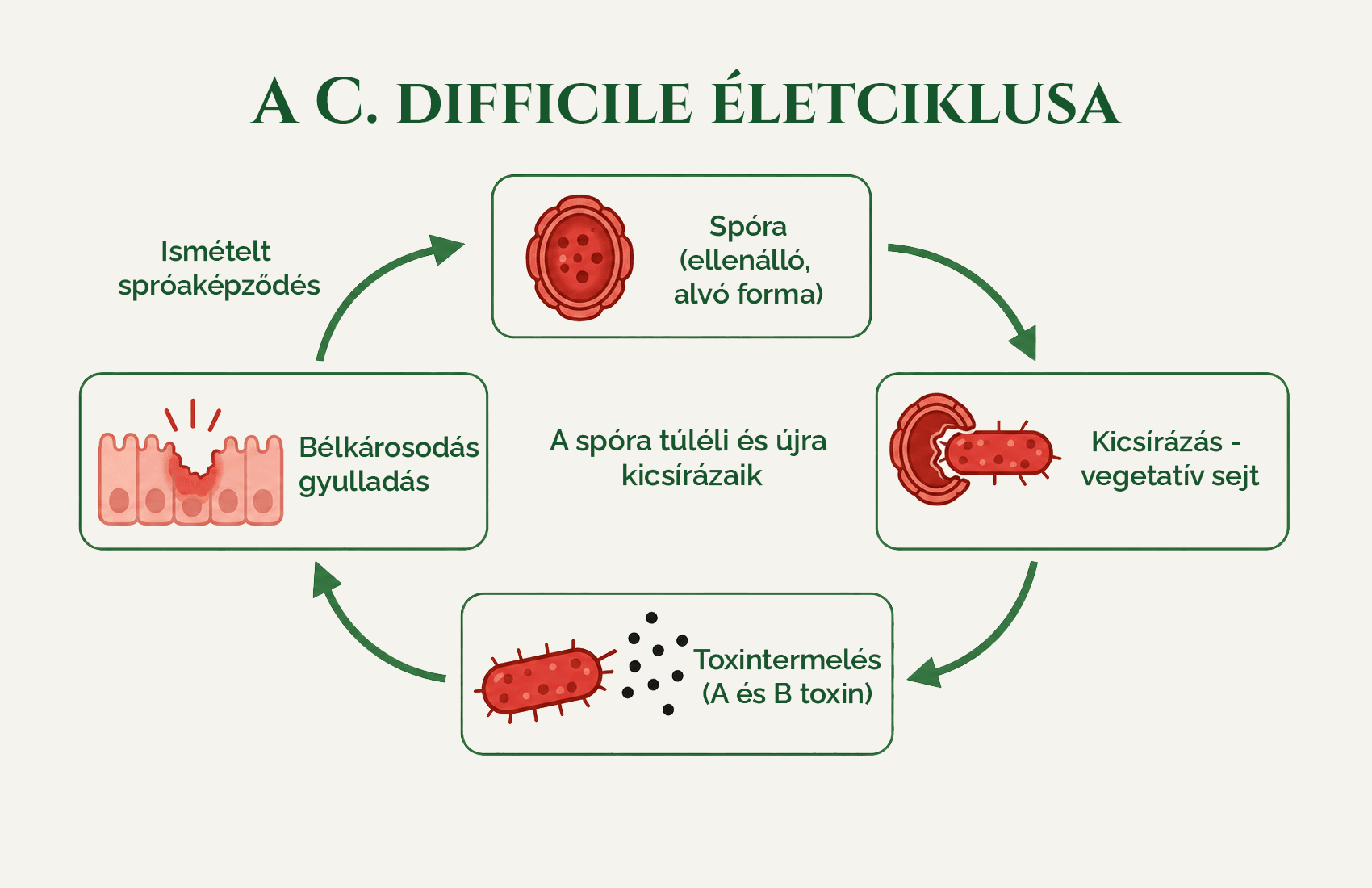 Mi az a Clostridioides difficile?
