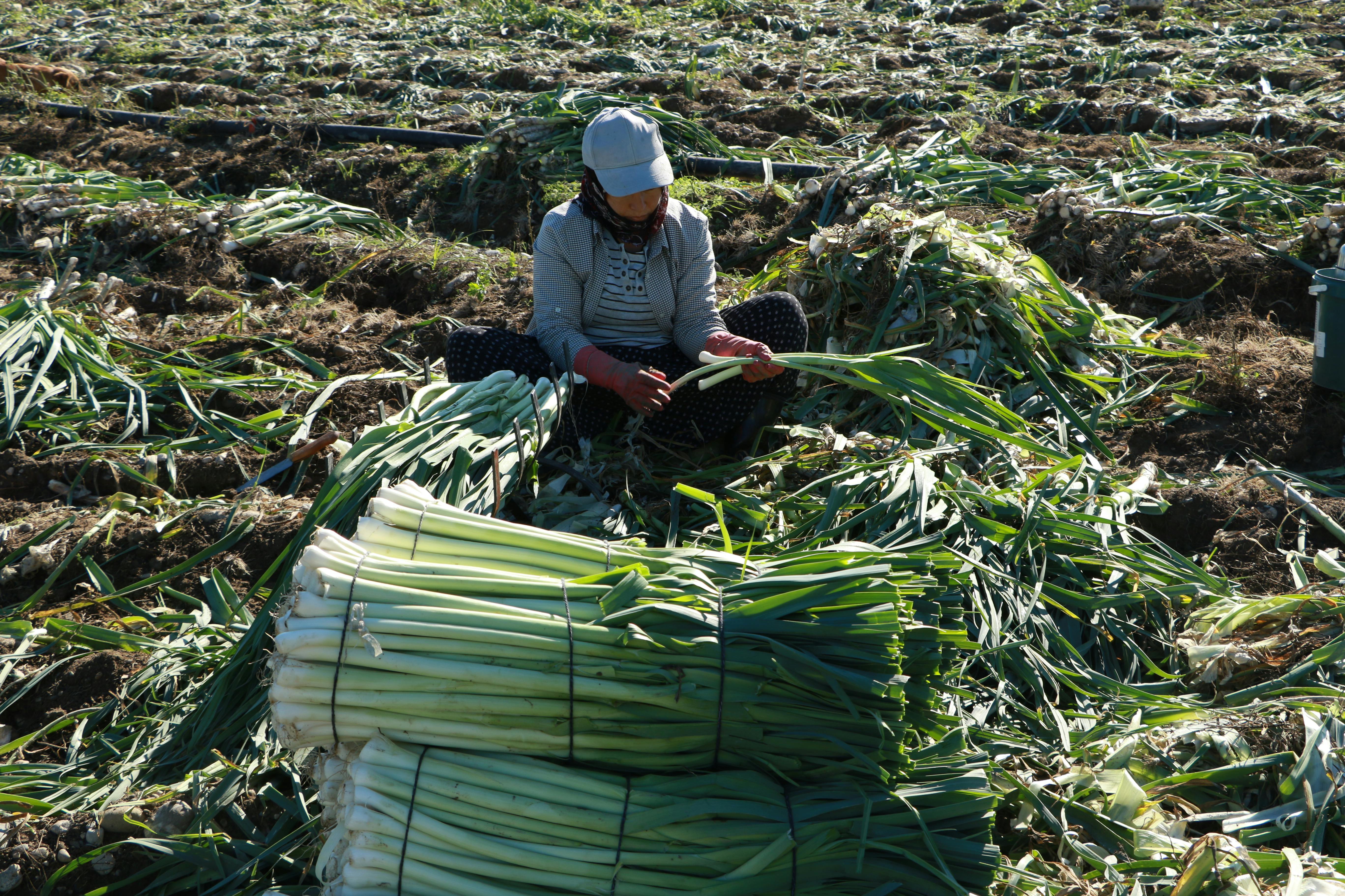I. 7. Leek
