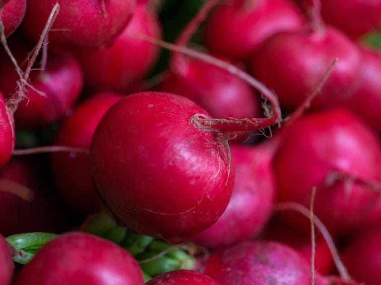 I. 13. Radish