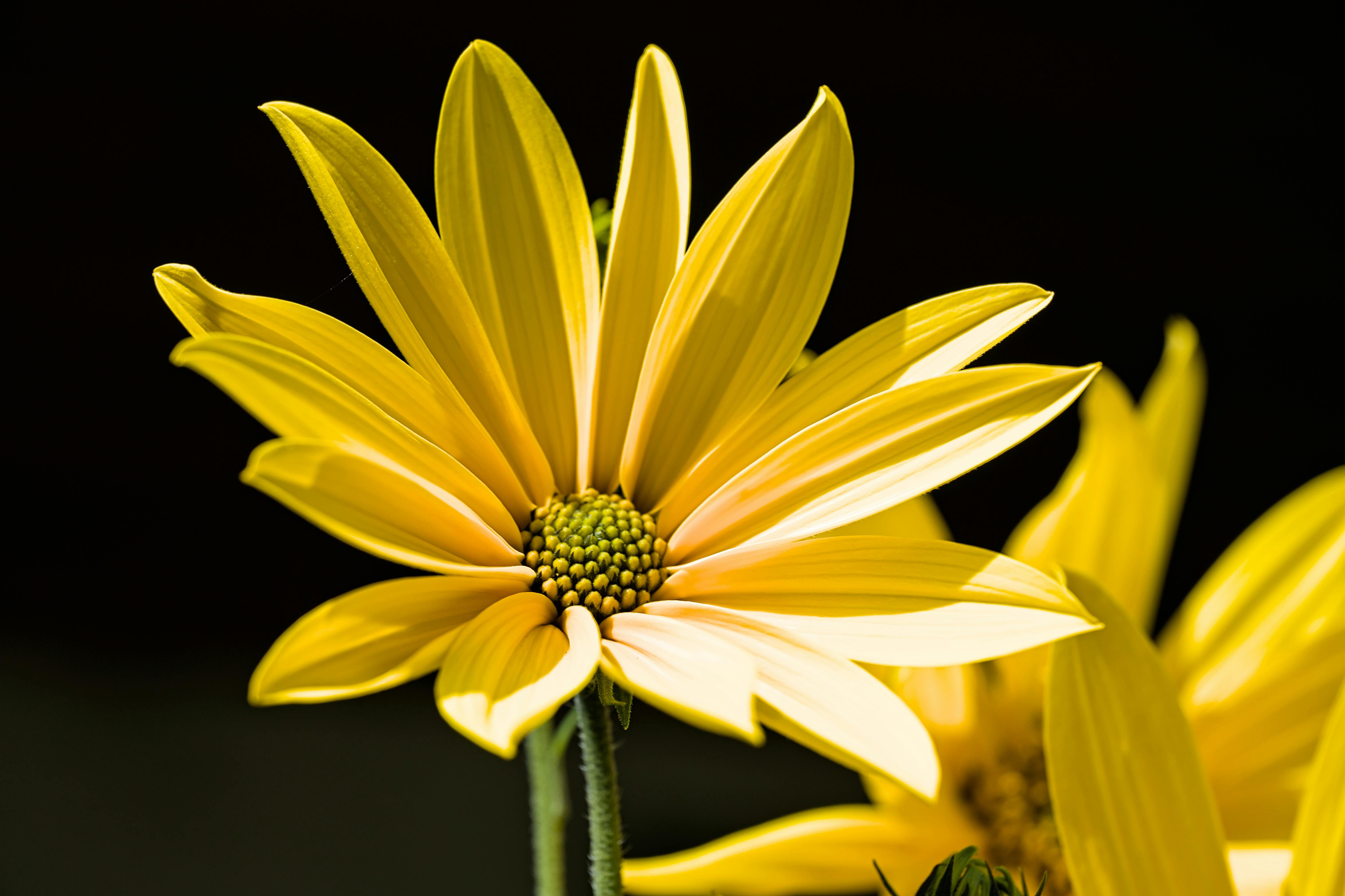 I. 14. Jerusalem artichoke