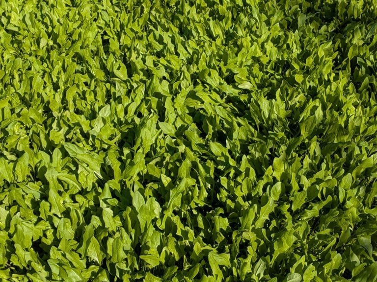 I. 18. Spinach