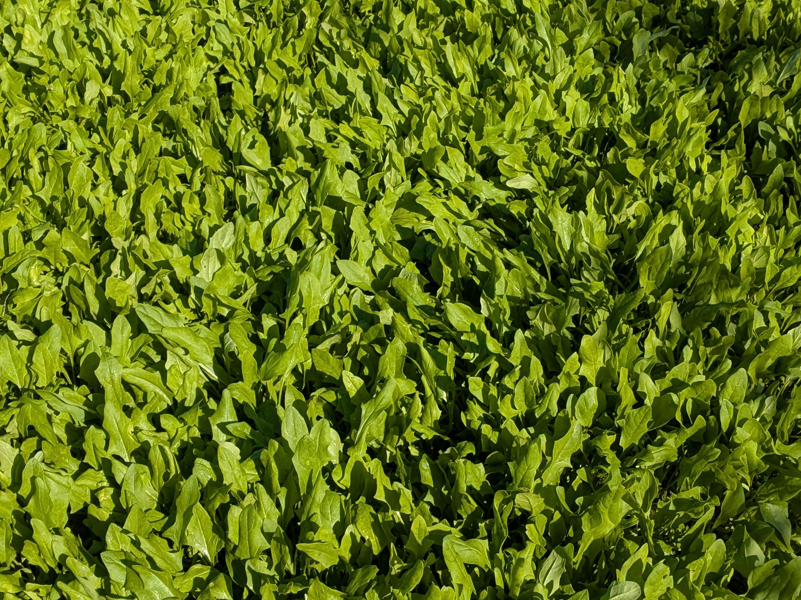 I. 18. Spinach