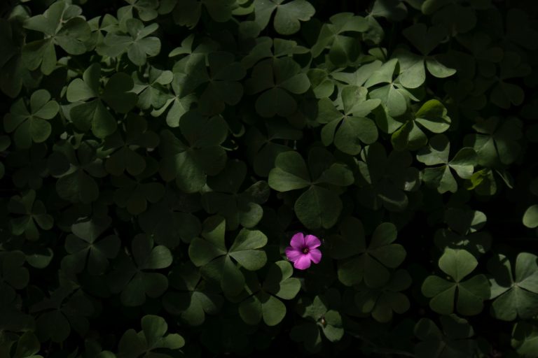 I. 25. Sorrel