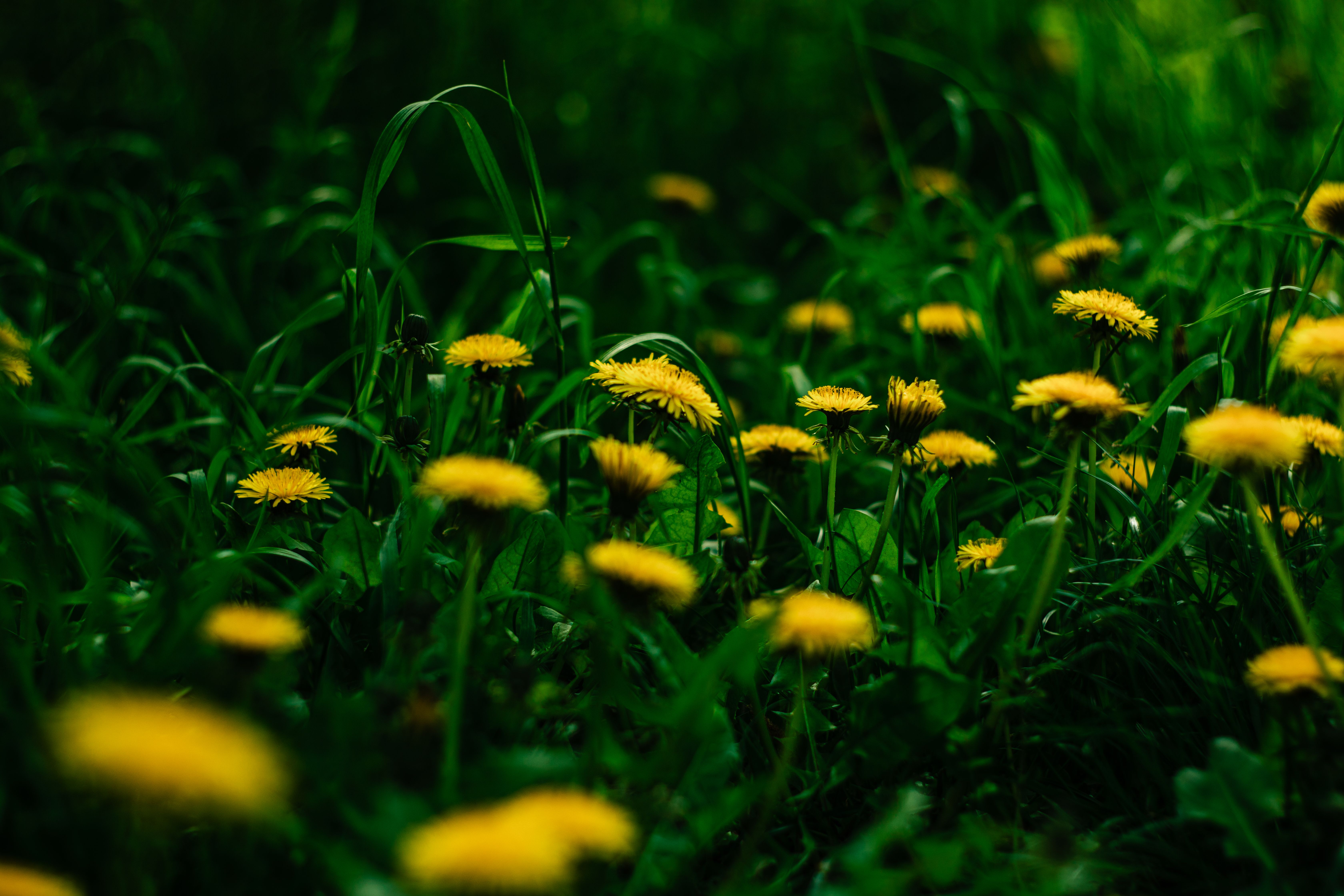 I. 26. Dandelion