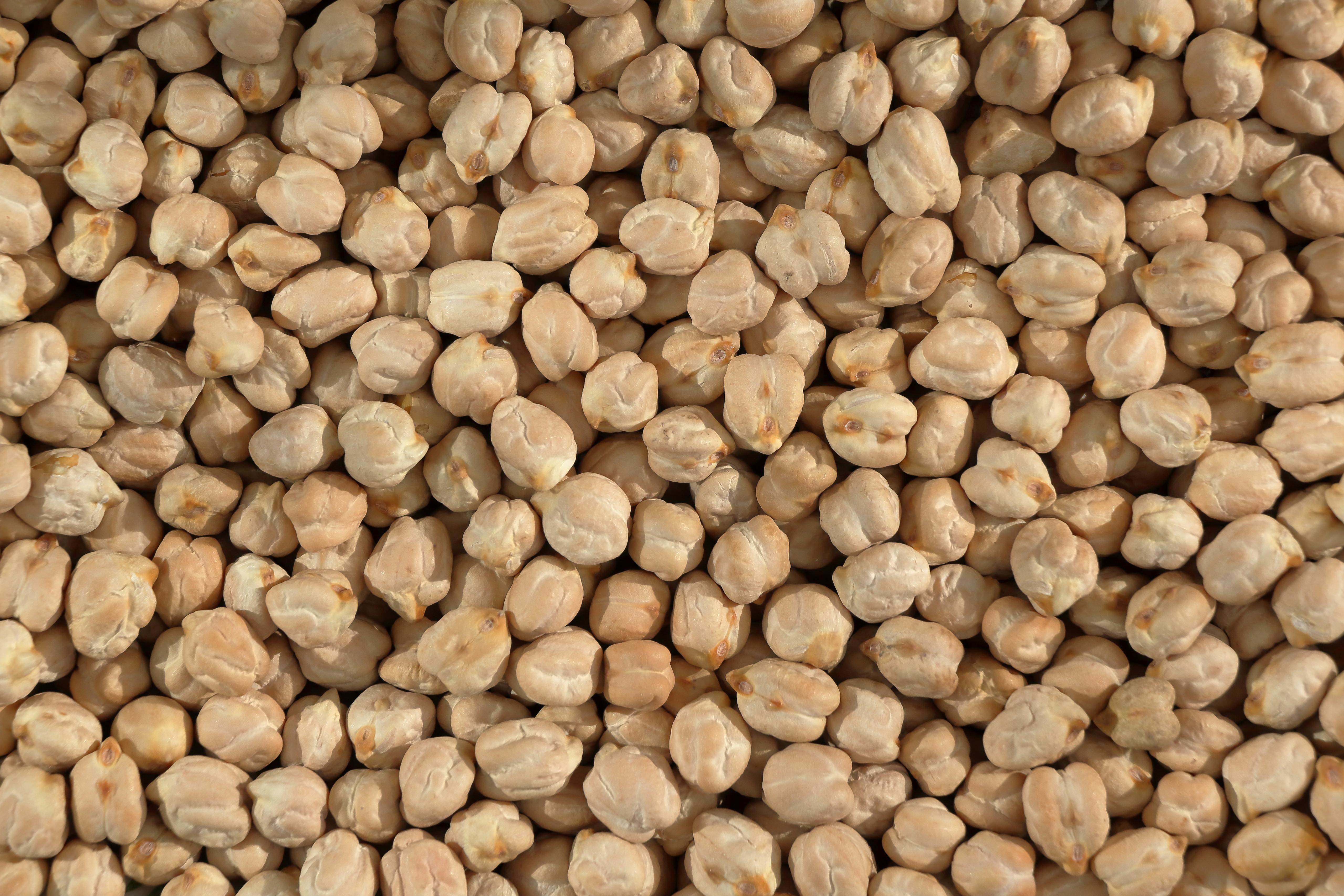 II. 2. Chickpea