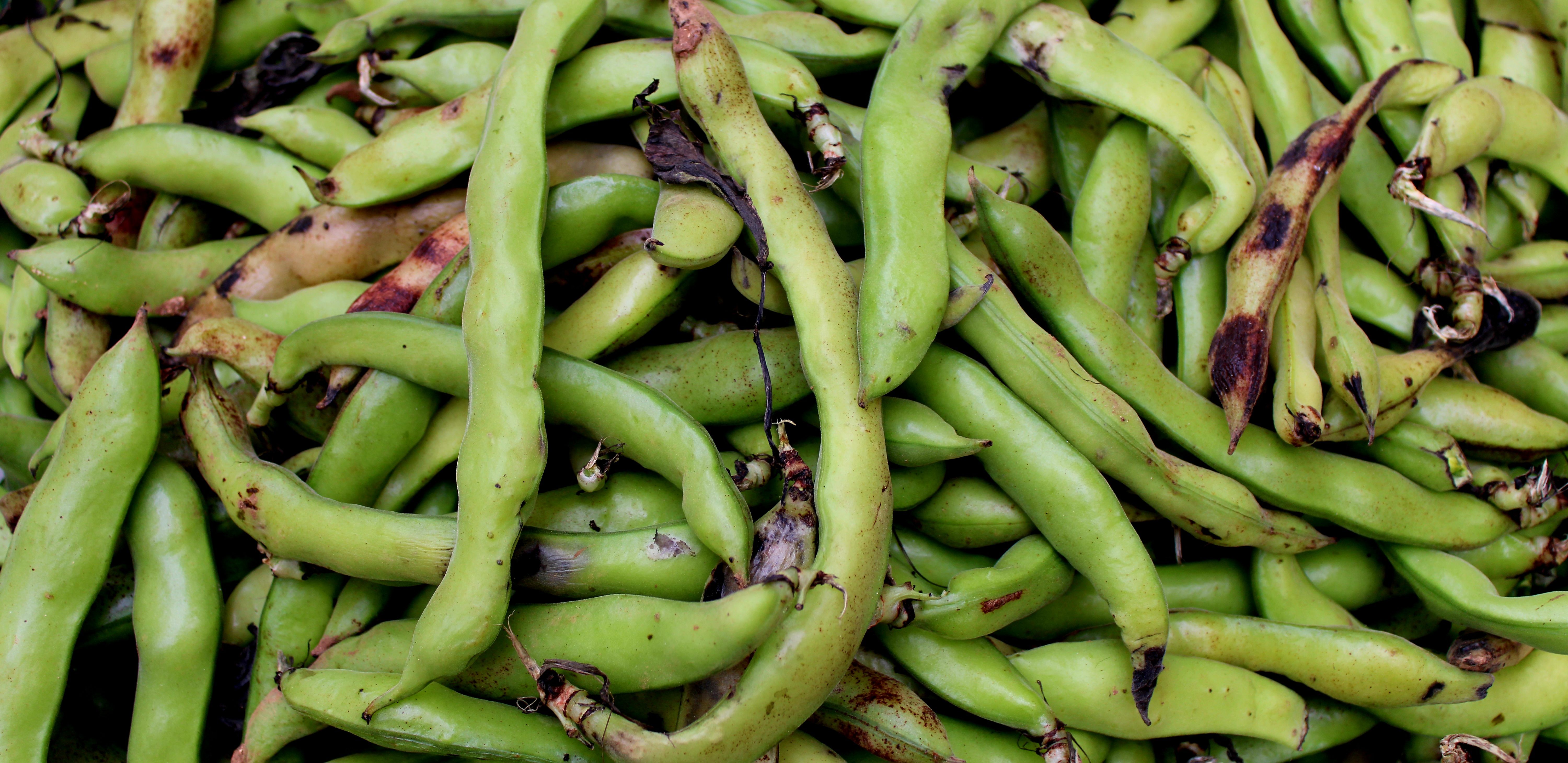 II. 3. Bean