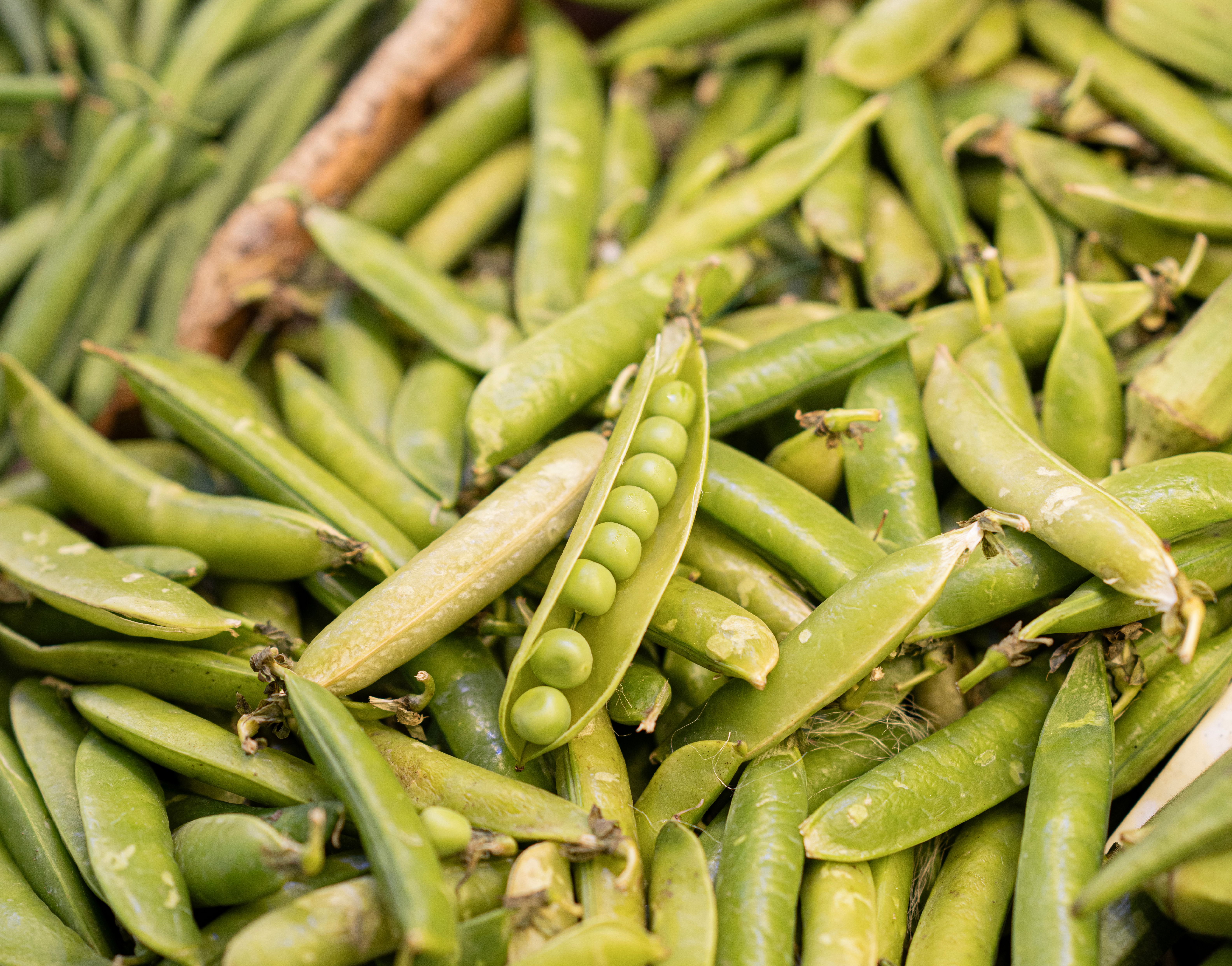 II. 4. Green Pea and Pea Fiber