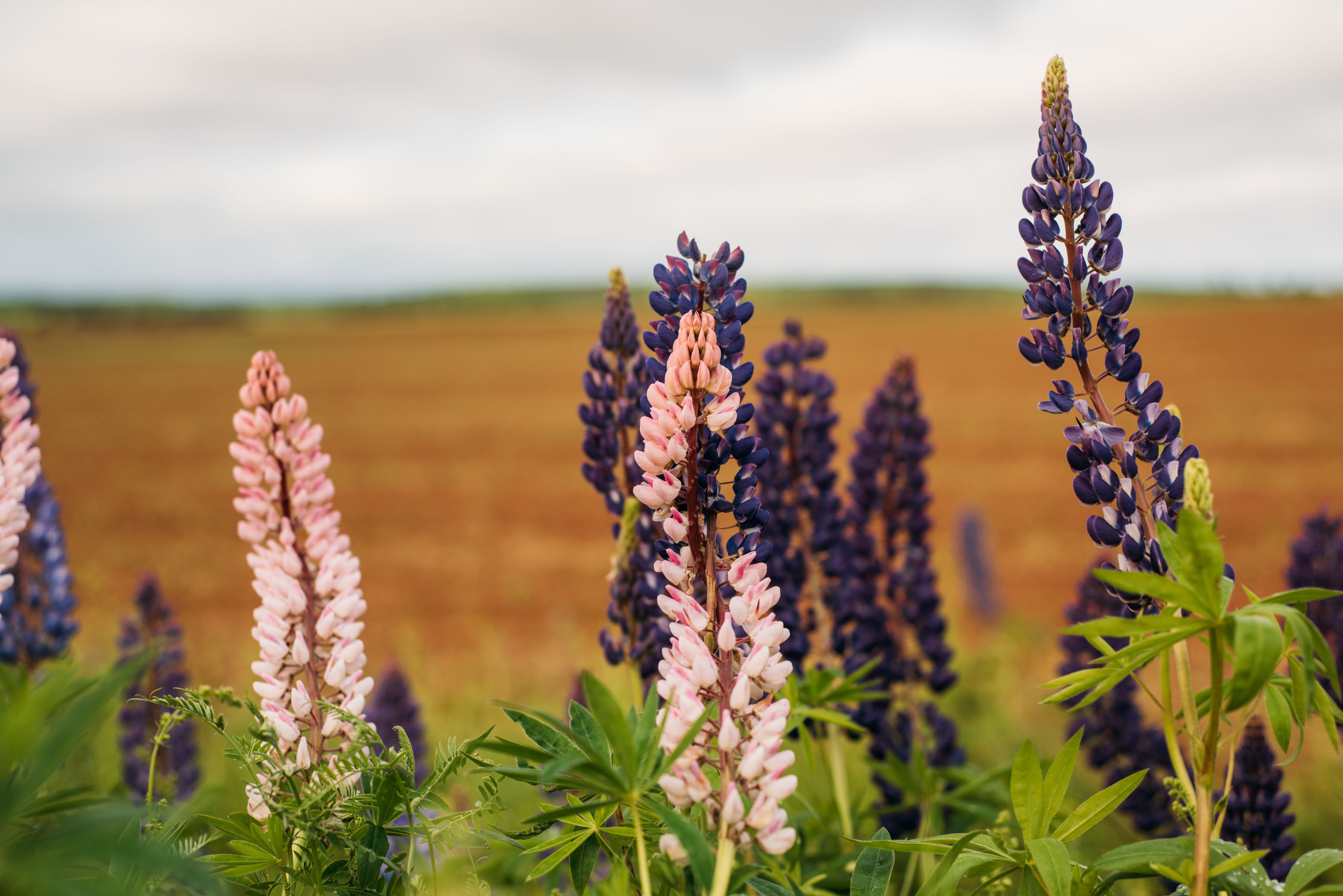 II. 5. Lupin Seed and Lupin Fiber