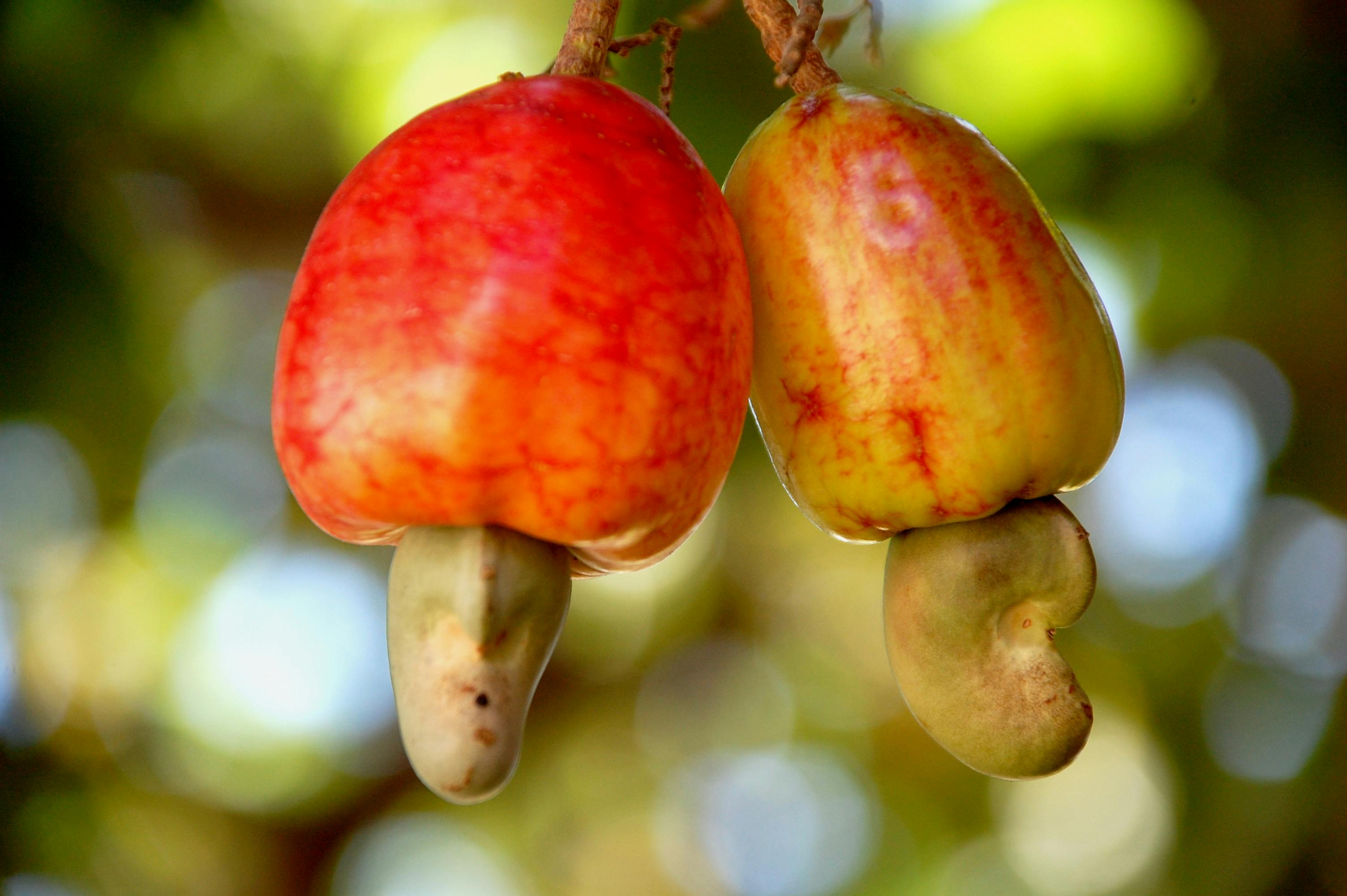 III. 13. Cashew
