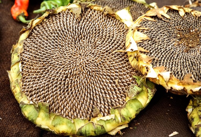 III. 14. Sunflower Seed