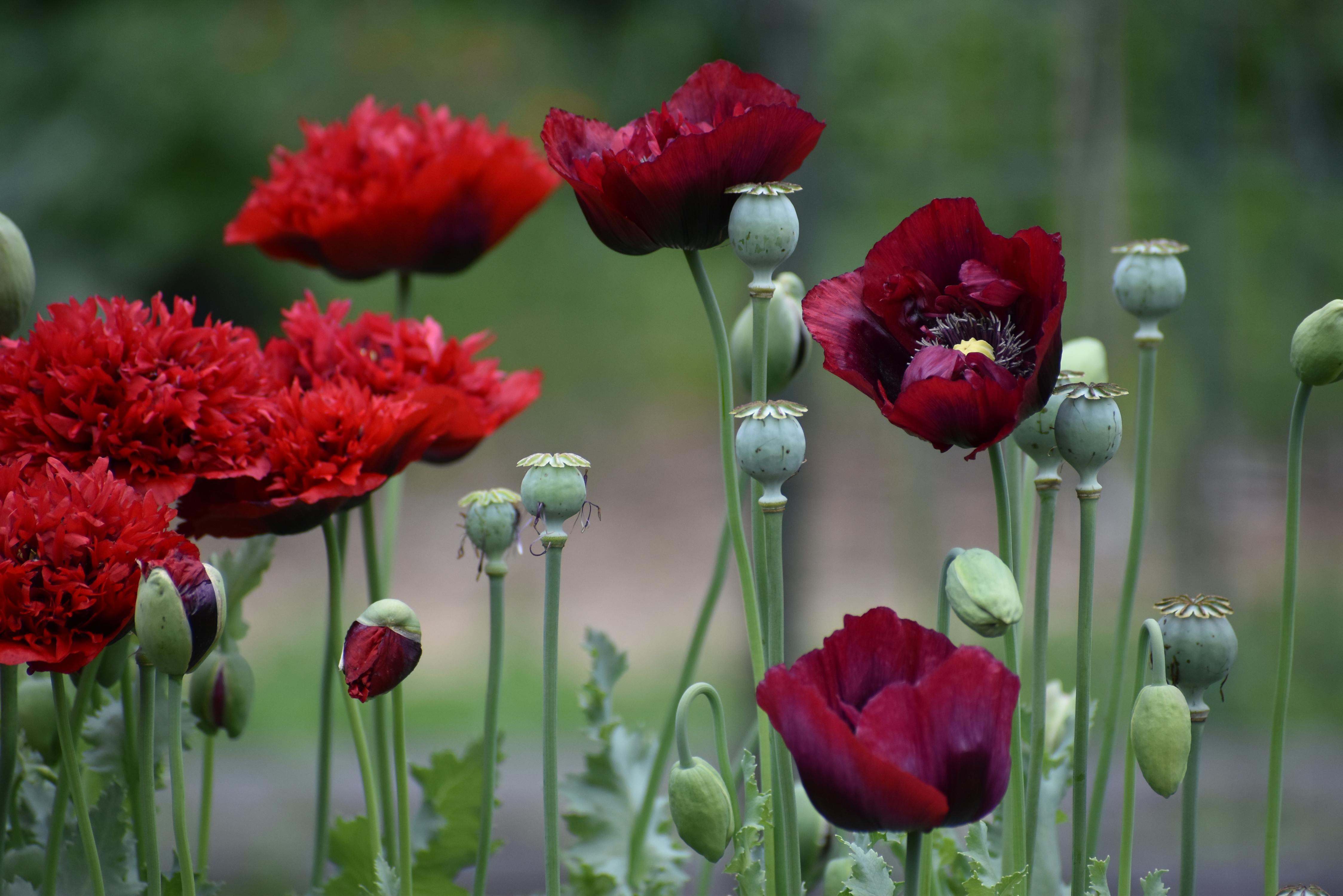III. 15. Poppy Seed