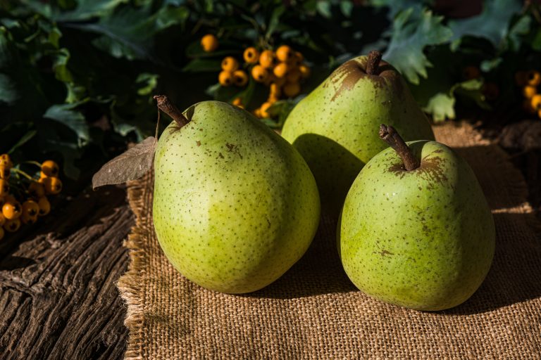 IV. 2. Pear