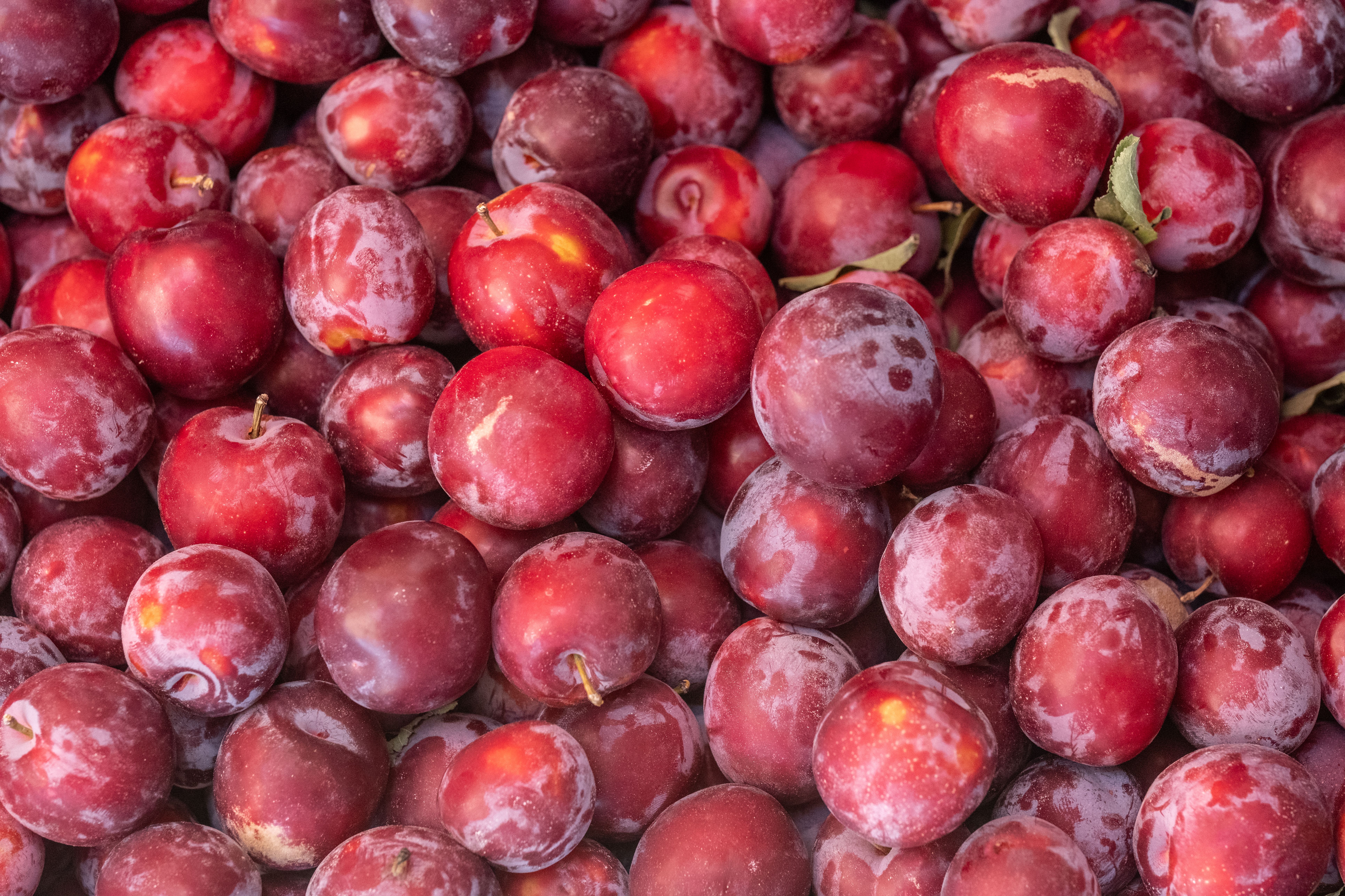 IV. 16. Fresh plum