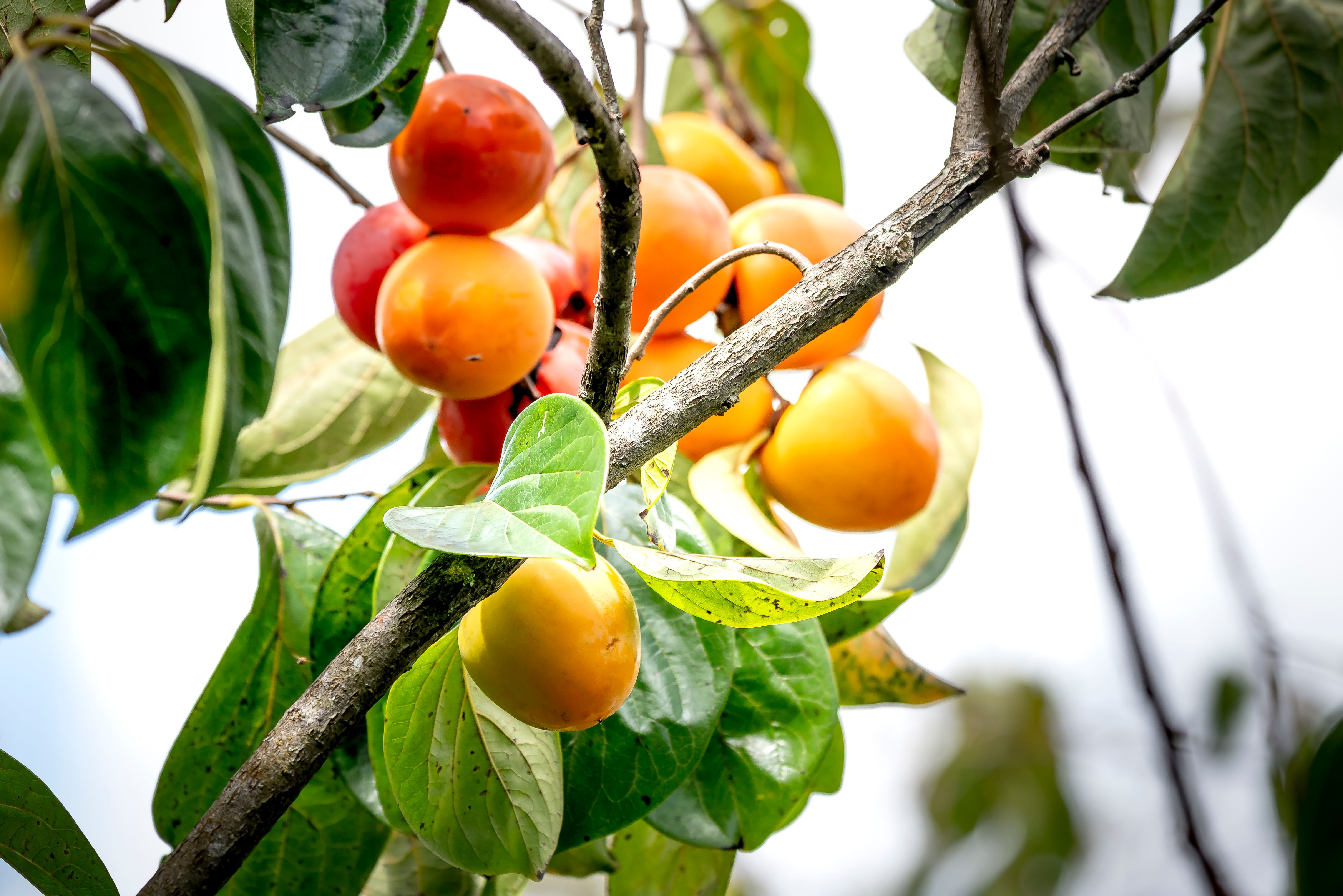 IV. 21. Persimmon (kaki)
