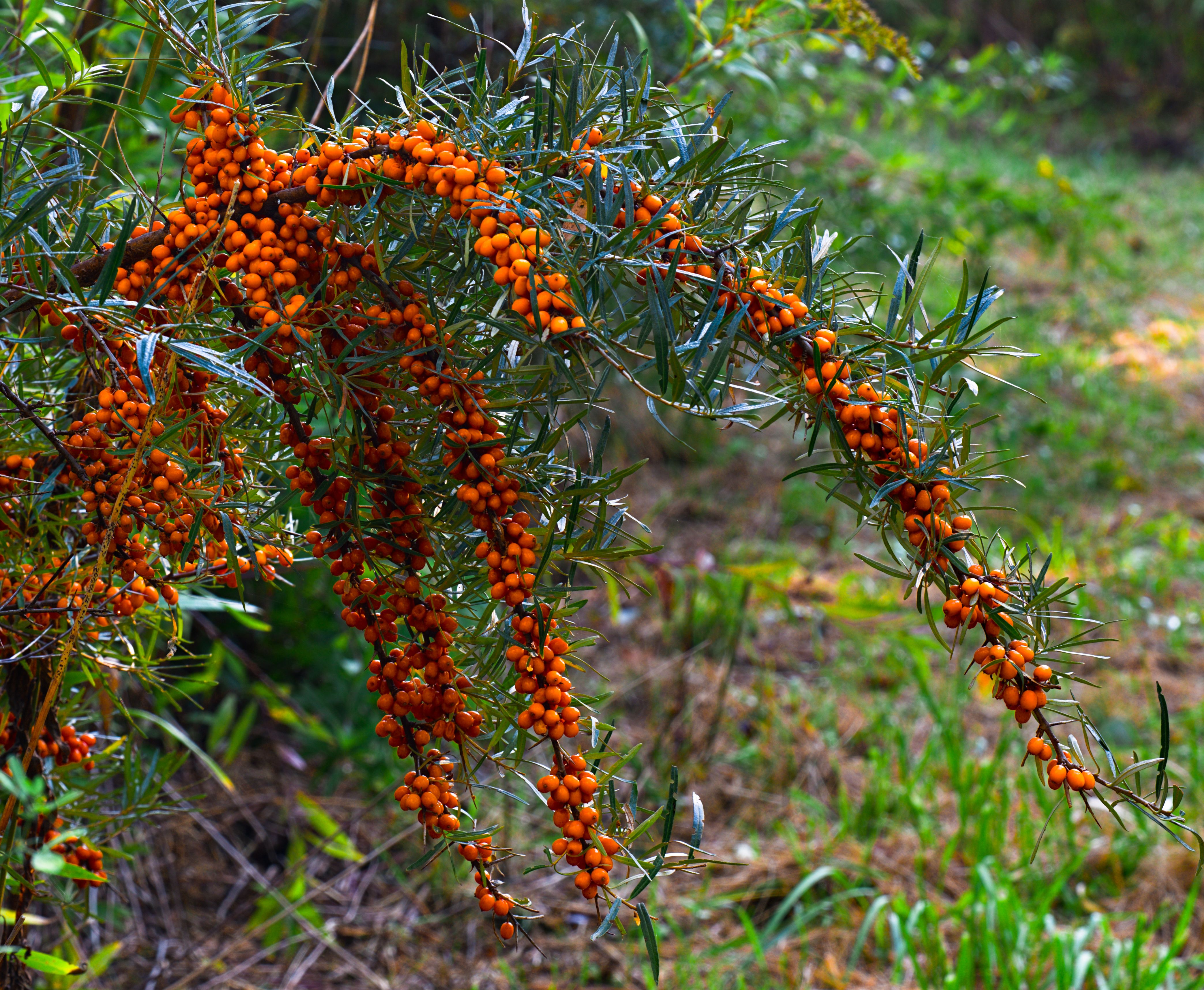 IV. 27. Sea Buckthorn