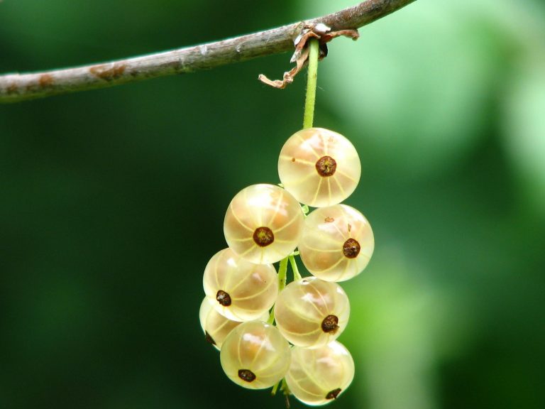 IV. 31. Gooseberry