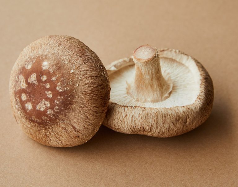 VI. 1. Shiitake