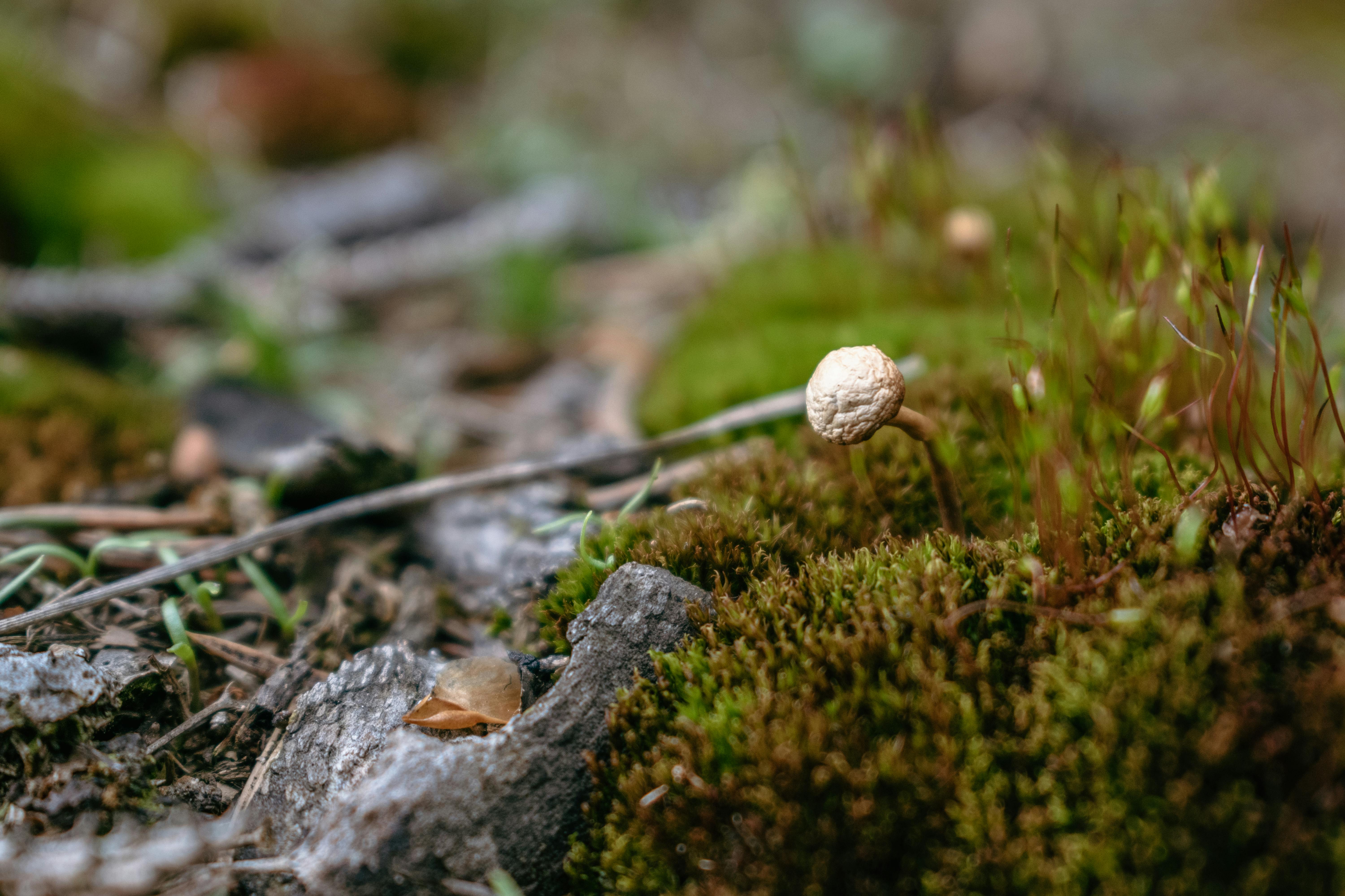 VI. 7. Cordyceps