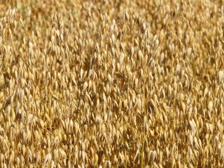 VII. 1. Oats