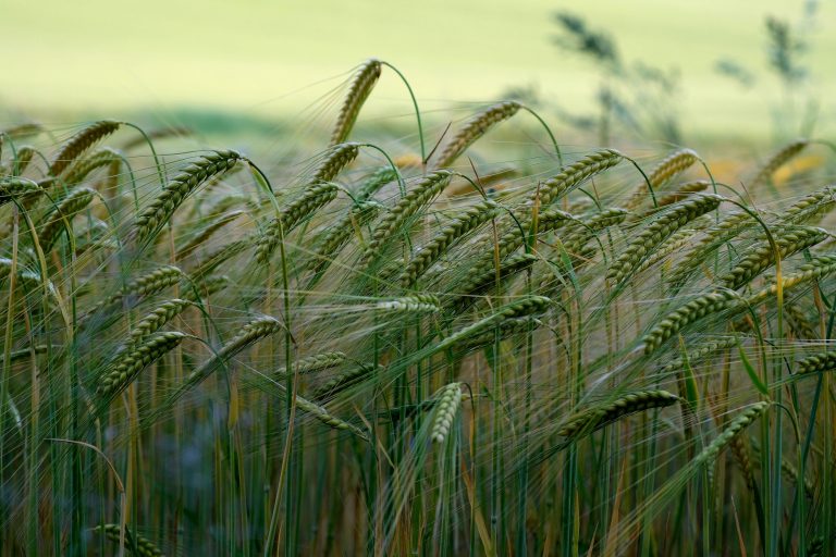 VII. 2. Barley