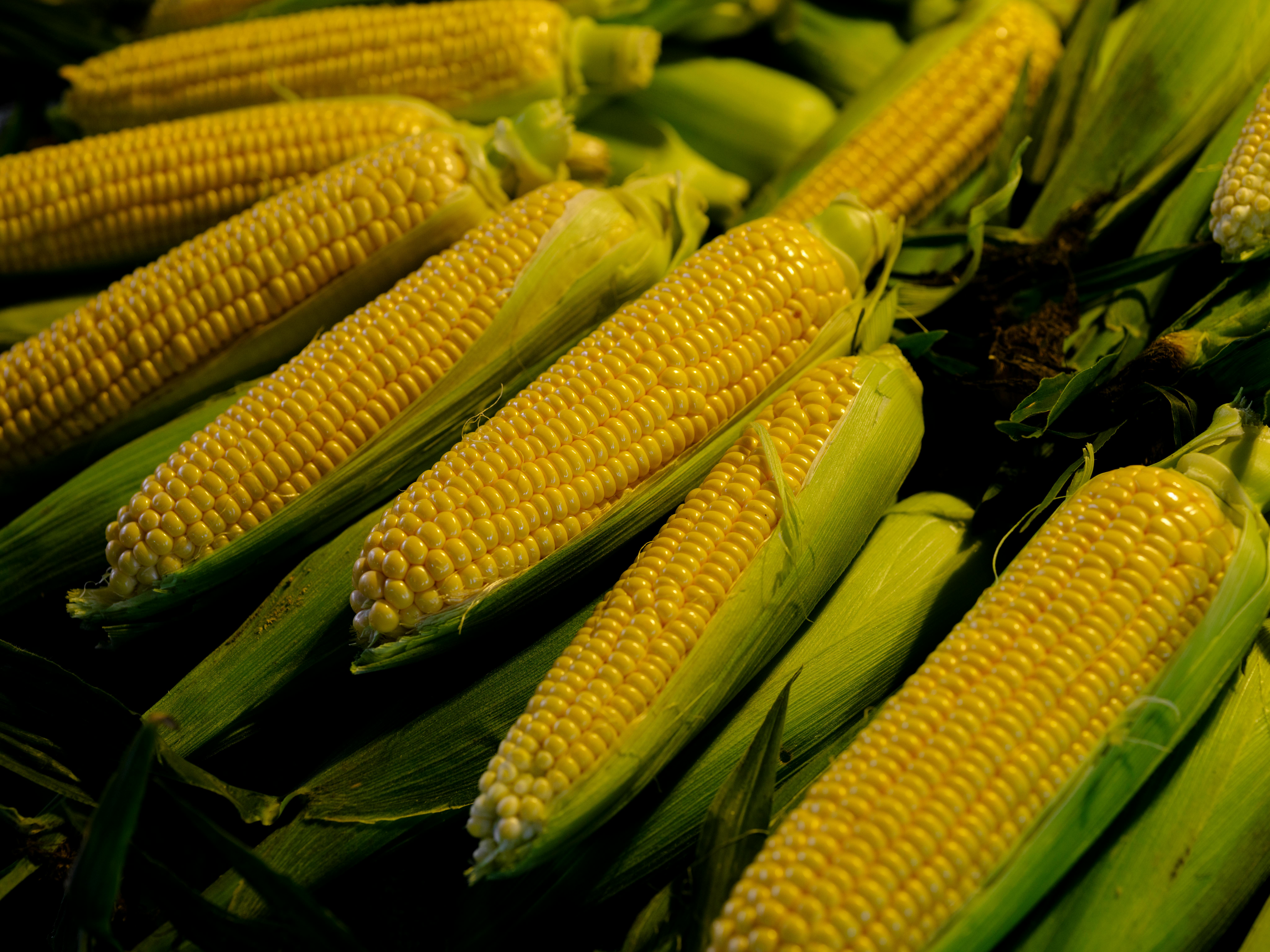VII. 7. Corn