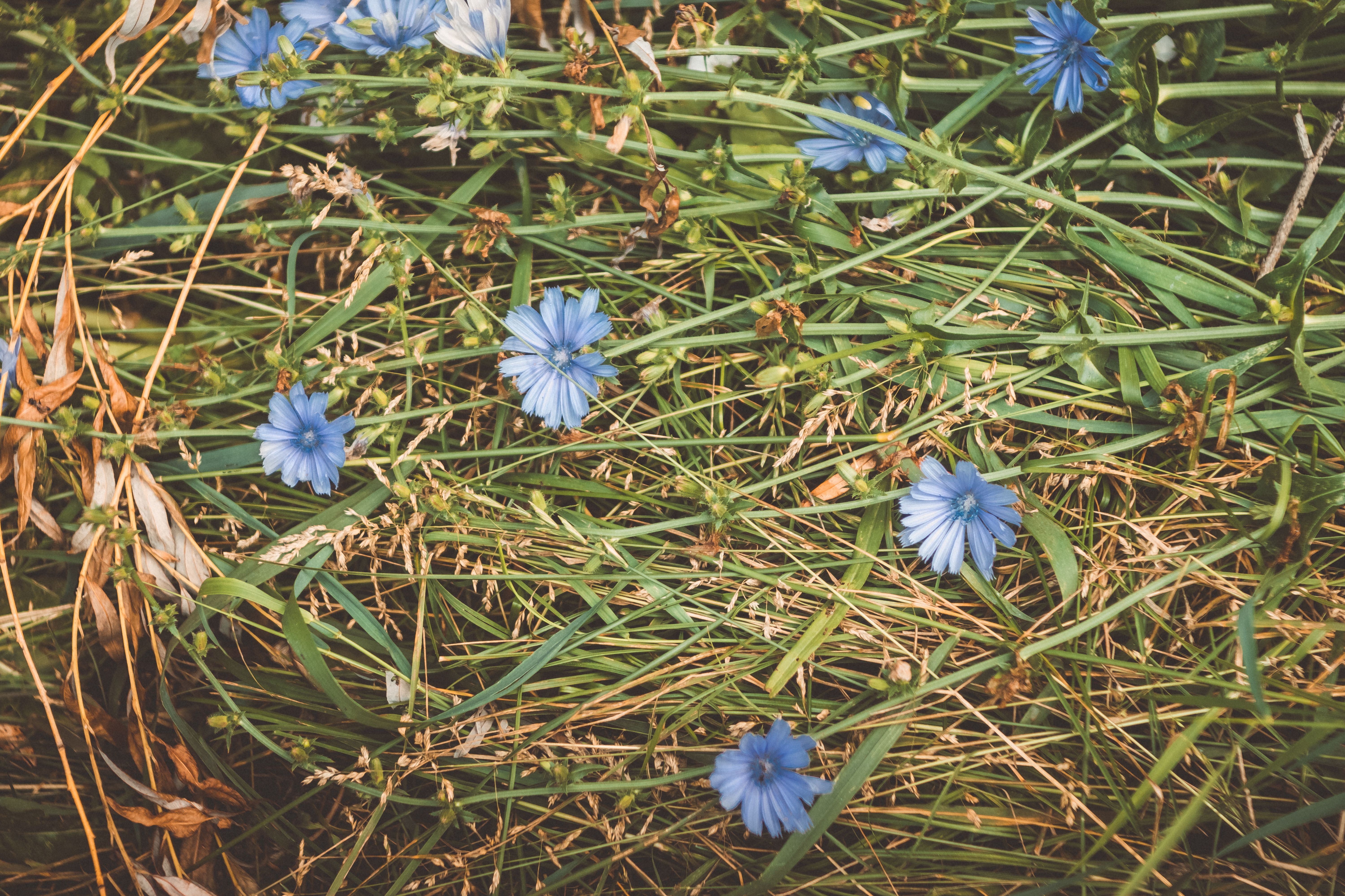 X. 10. Chicory root tea
