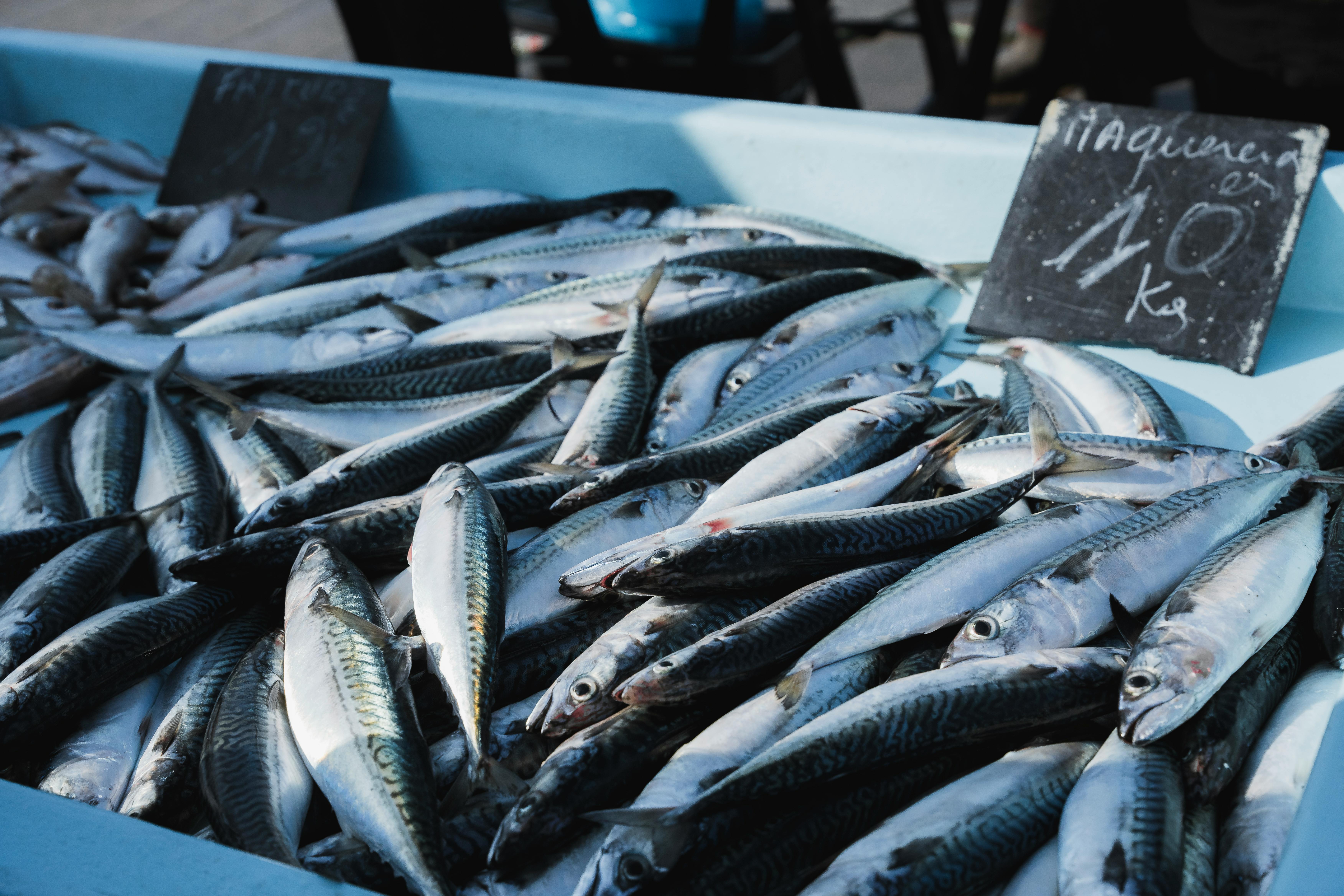 XII. 10. Mackerel