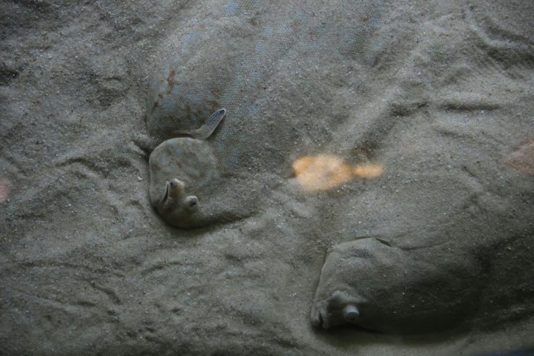XII. 12. Flatfish