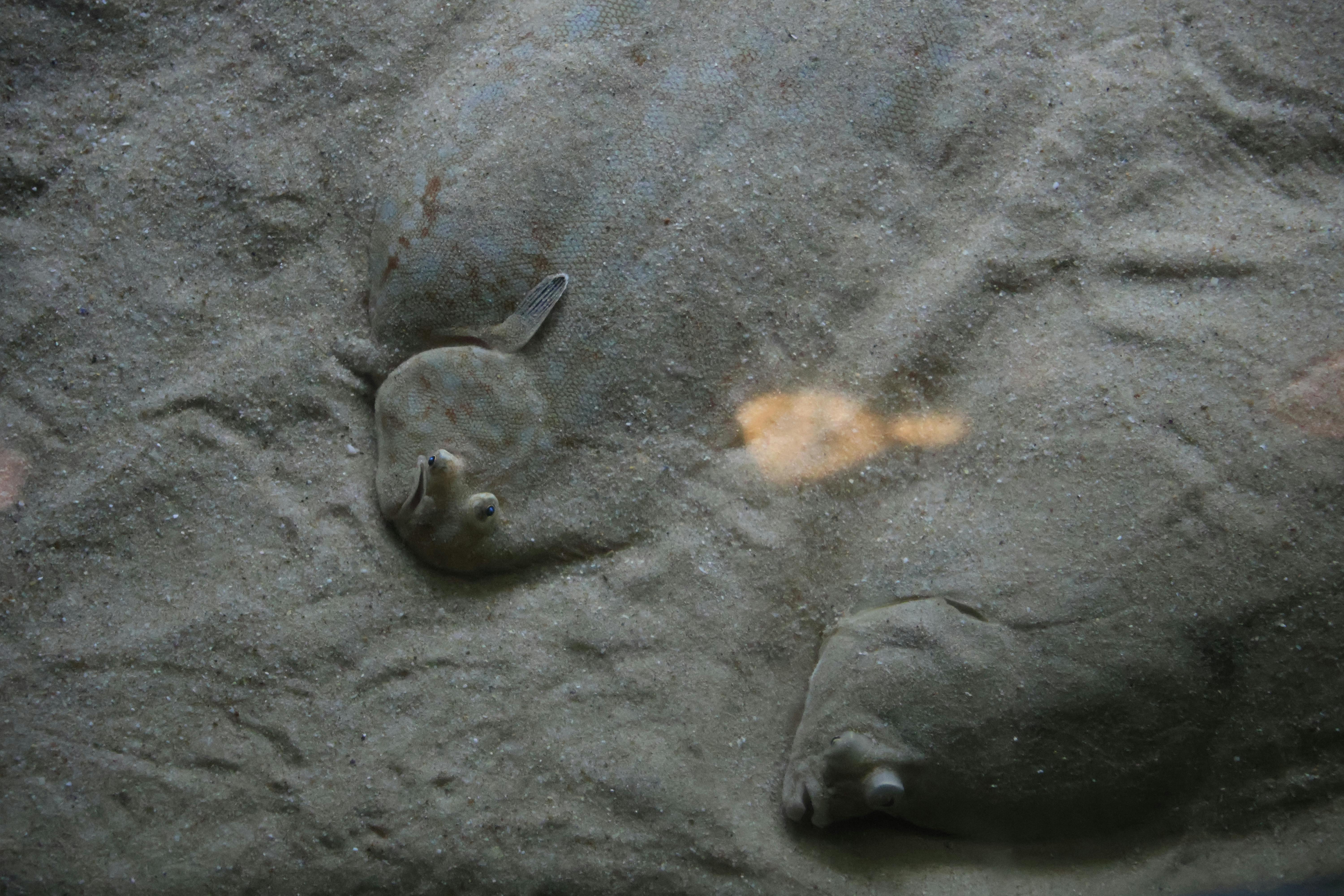 XII. 12. Flatfish