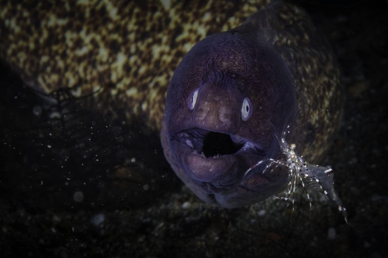 XII. 13. Eel