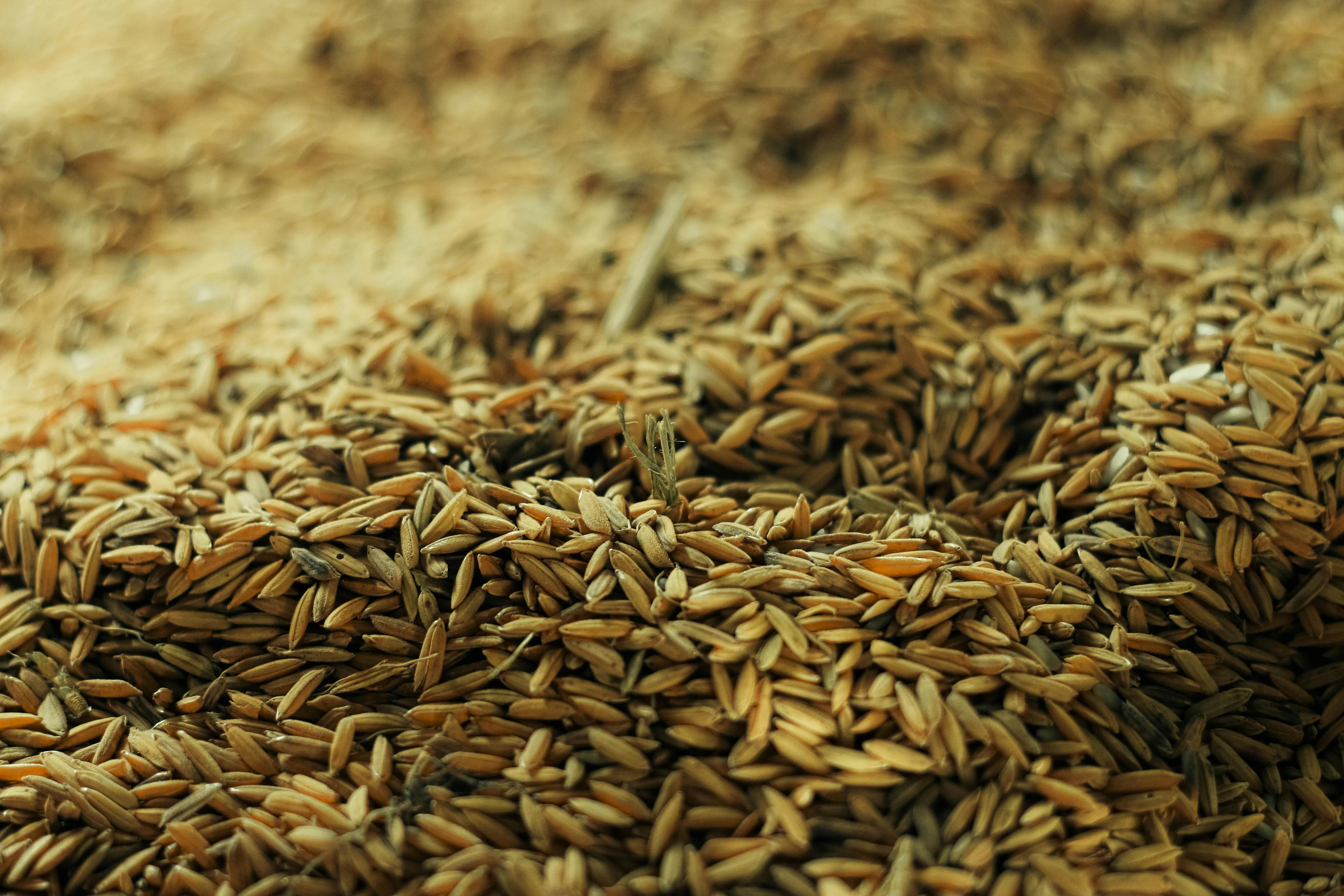 XIII. 1. Psyllium (útifűhéj)