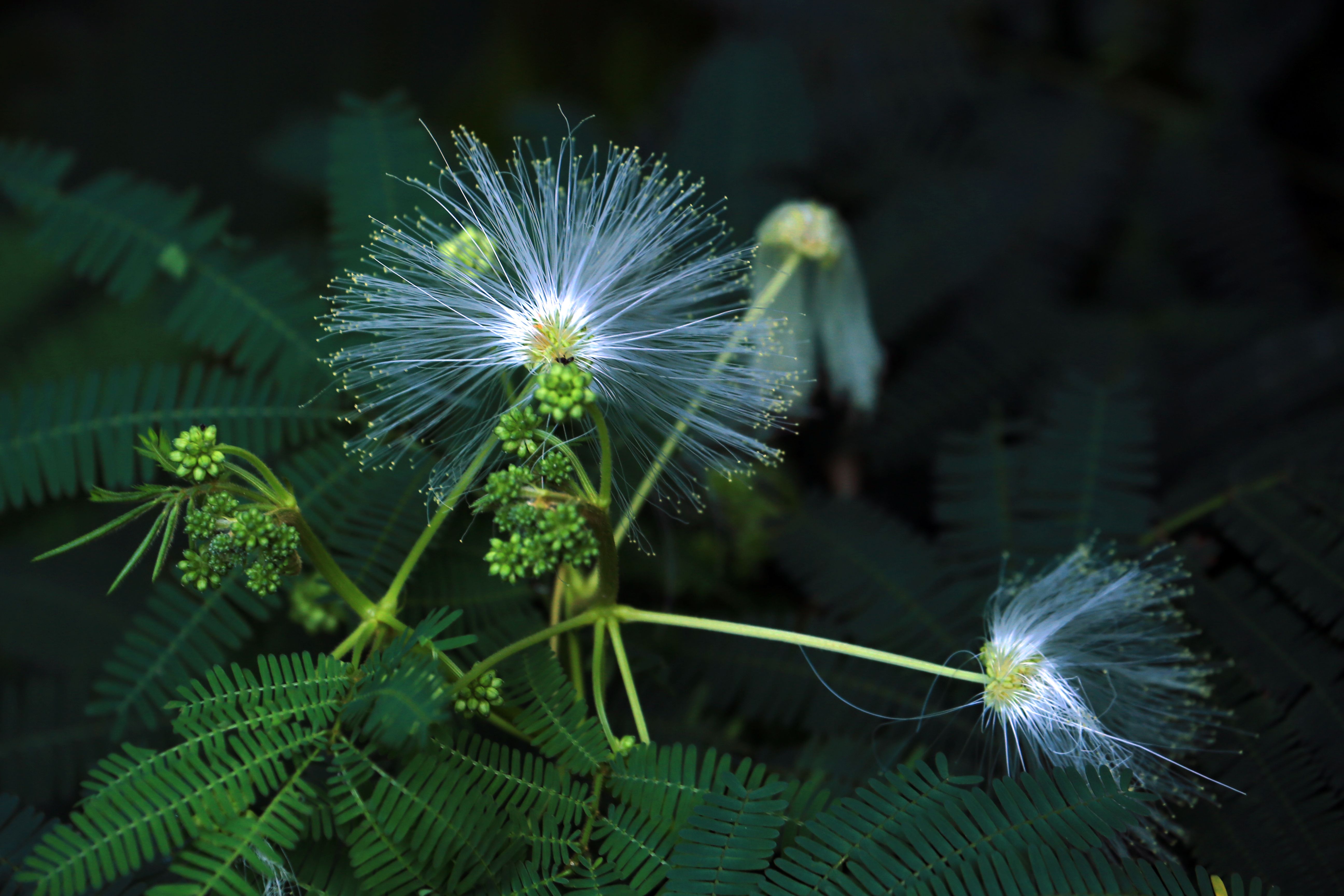 XIII. 3. Gum arabic (acacia fiber)