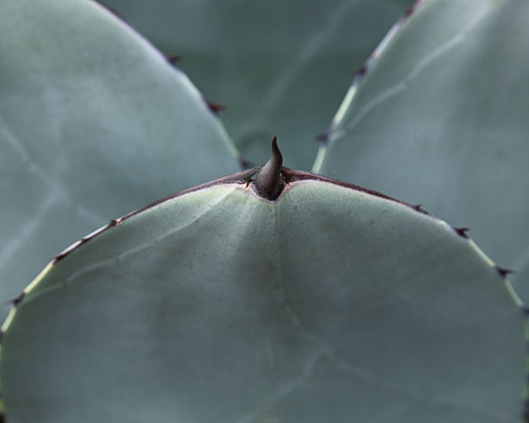 XIII. 4. Agave inulin
