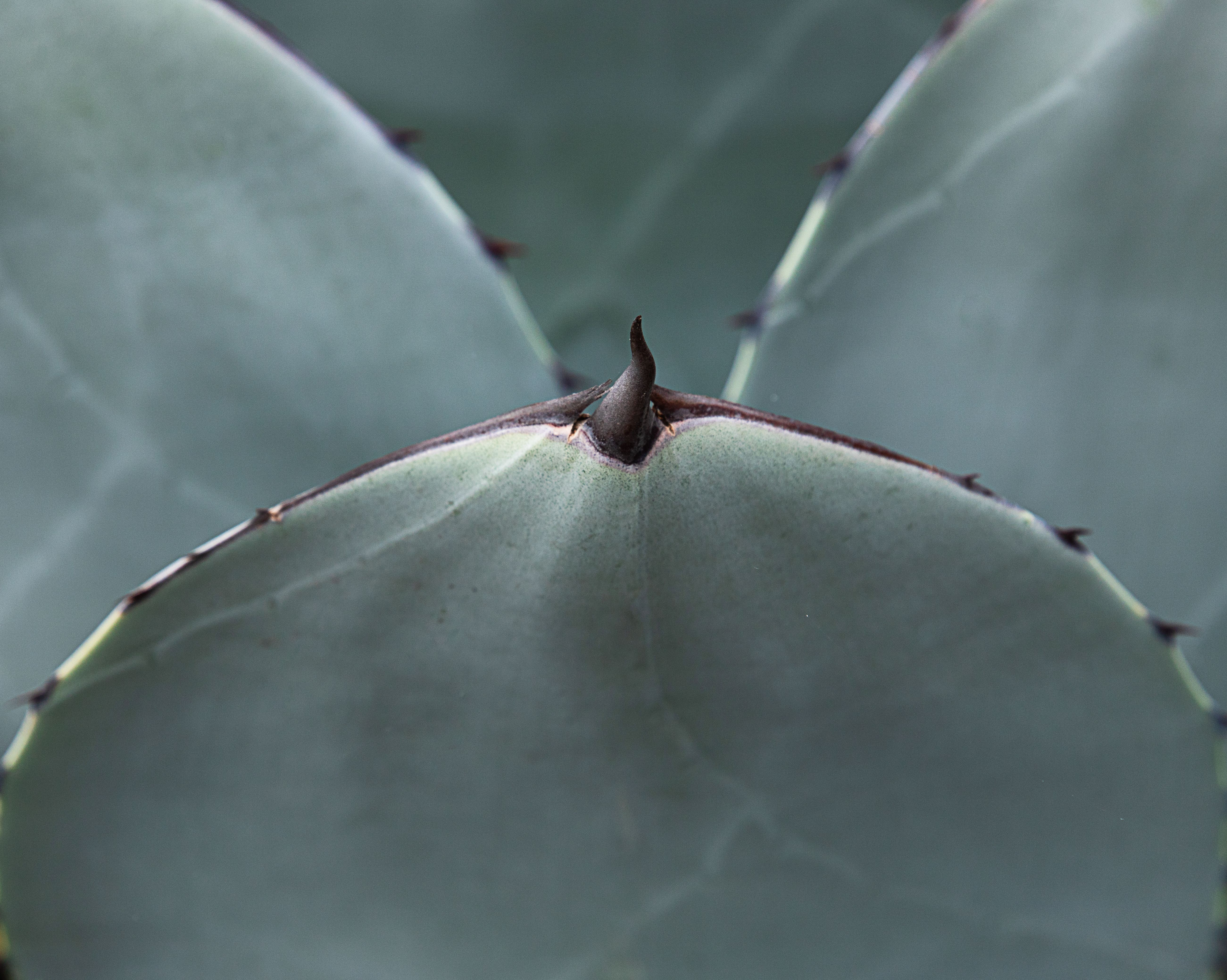 XIII. 4. Agave inulin