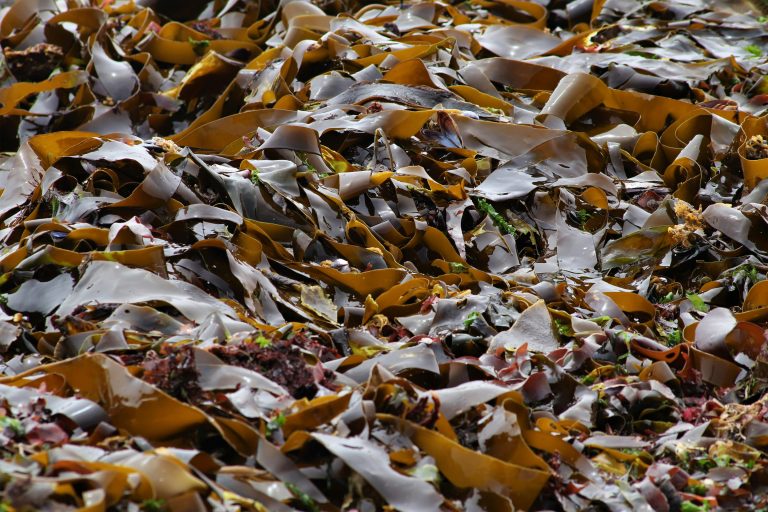 XIV. 1. Brown seaweed (kombu, wakame)