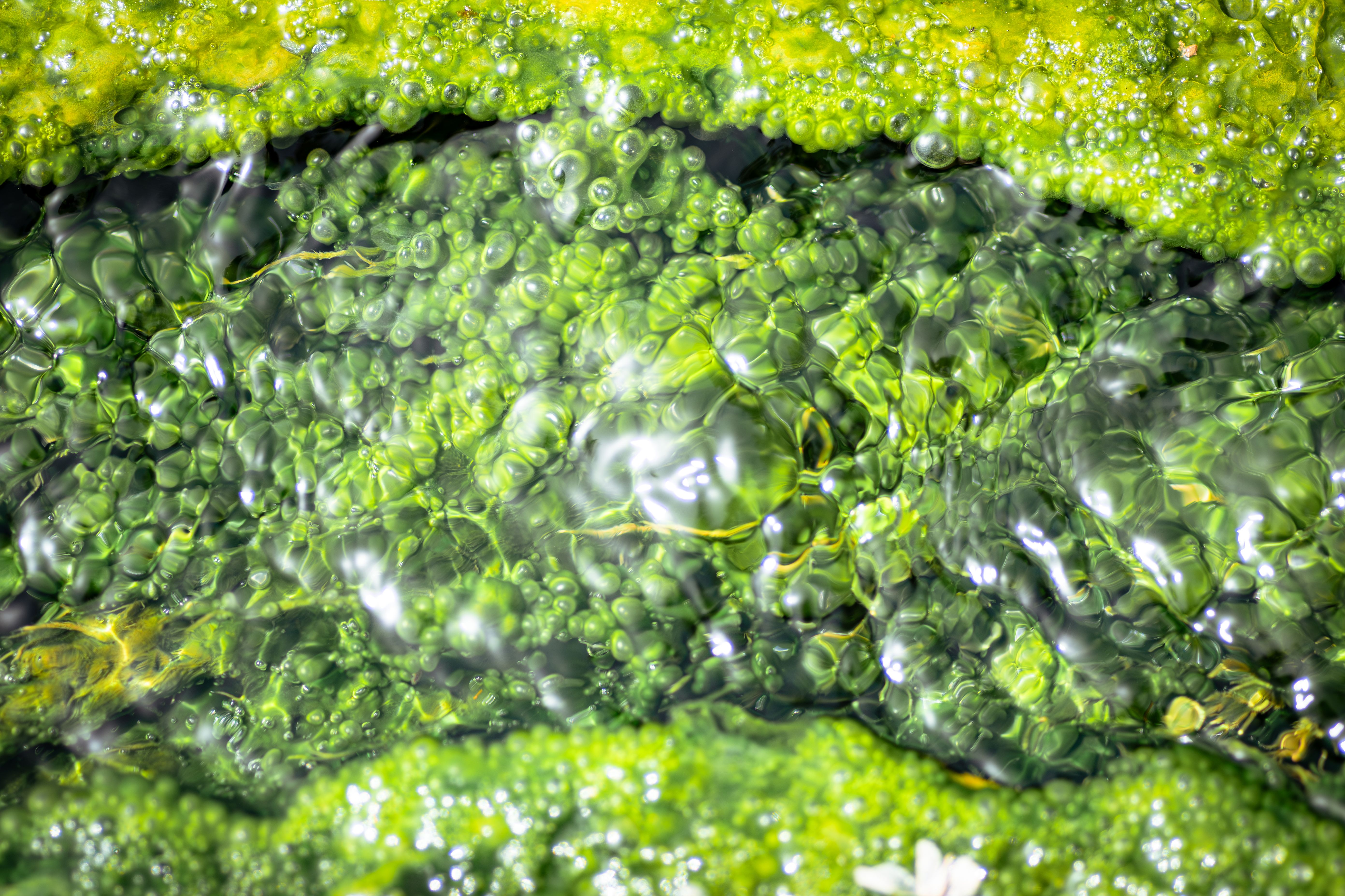 XIV. 3. Chlorella
