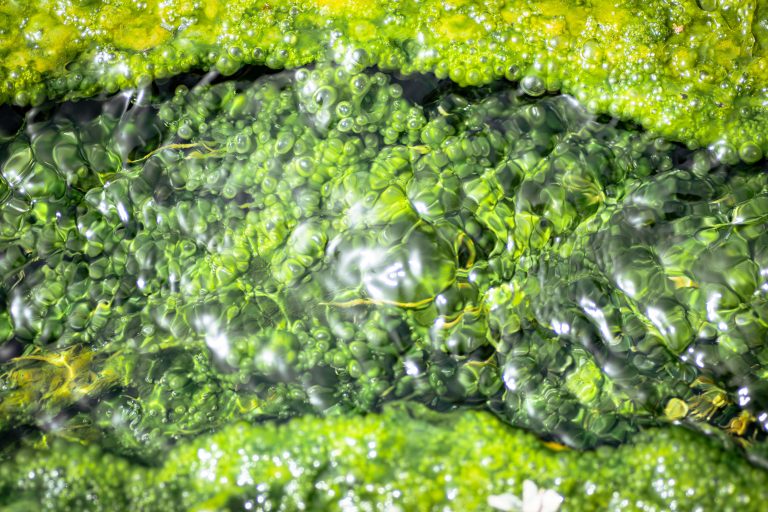 XIV. 3. Chlorella
