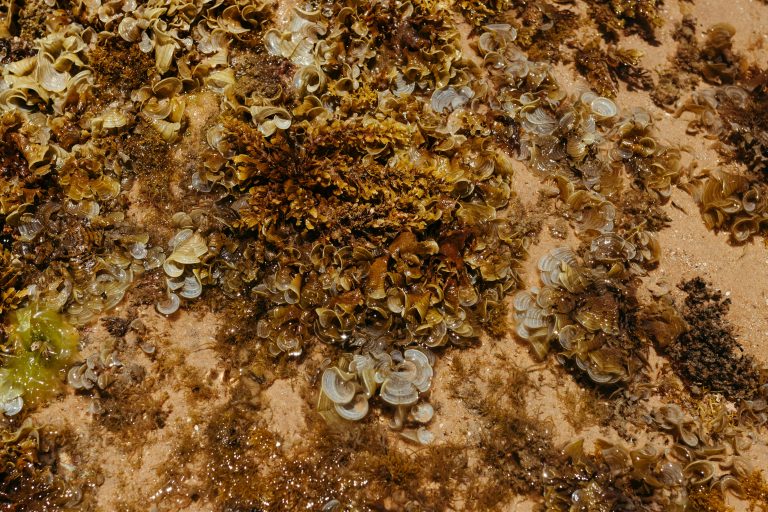 XIV. 7. Irish moss (Chondrus crispus)