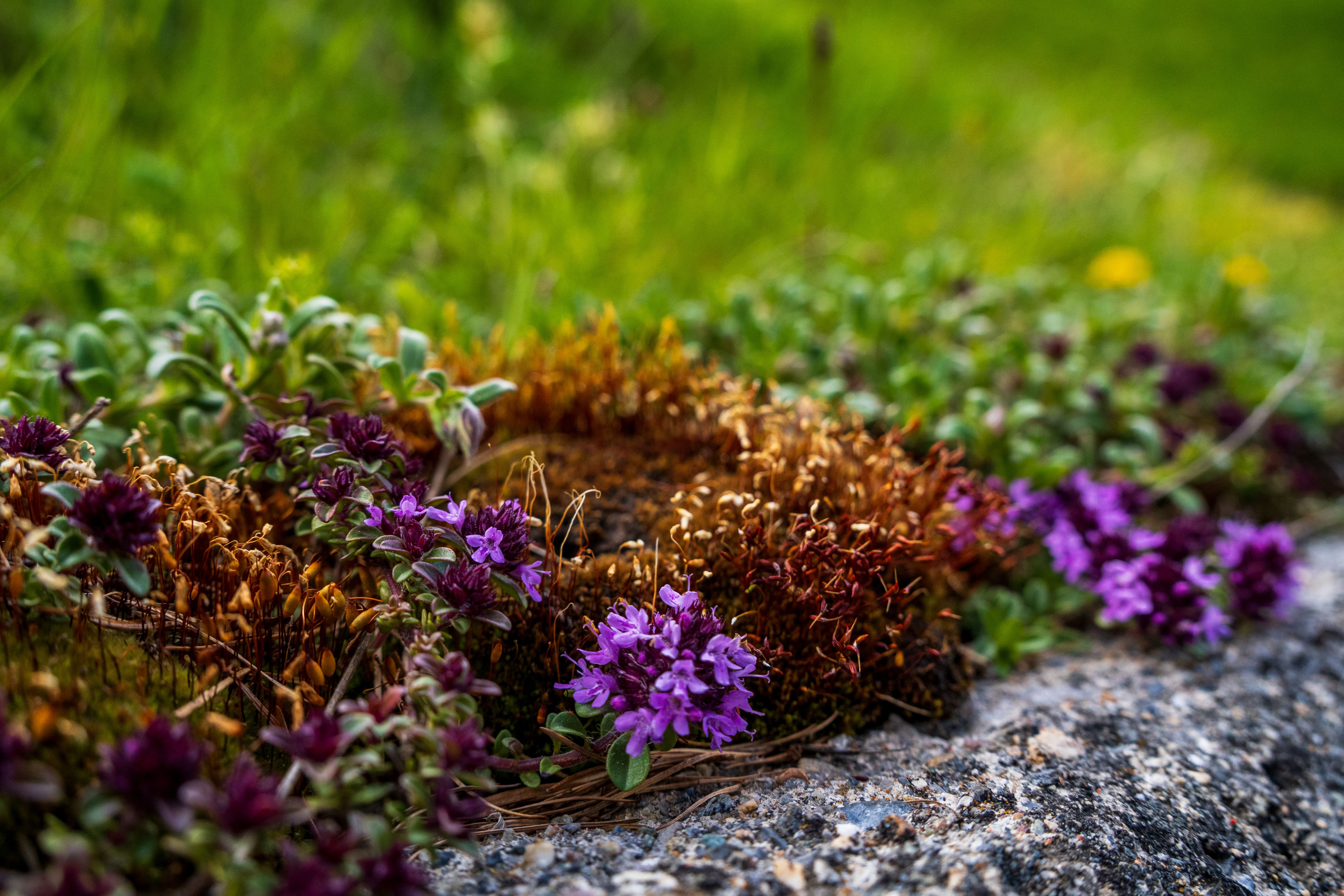 XV. 18. Thyme
