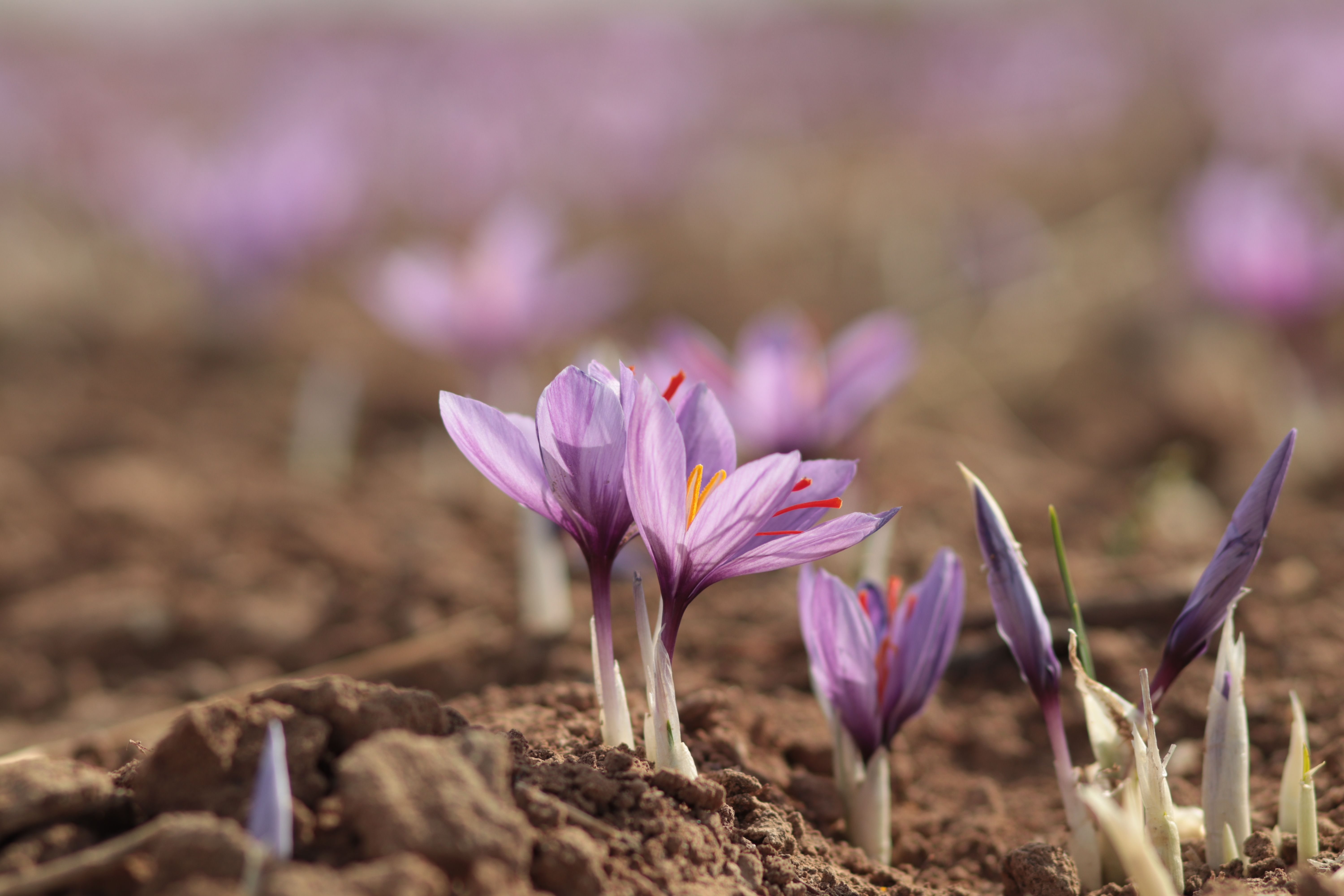 XV. 30. Saffron