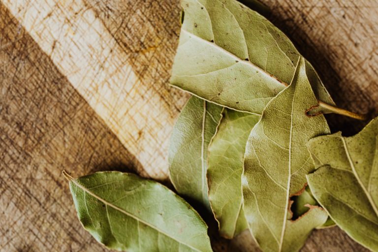 XV. 33. Bay Leaf