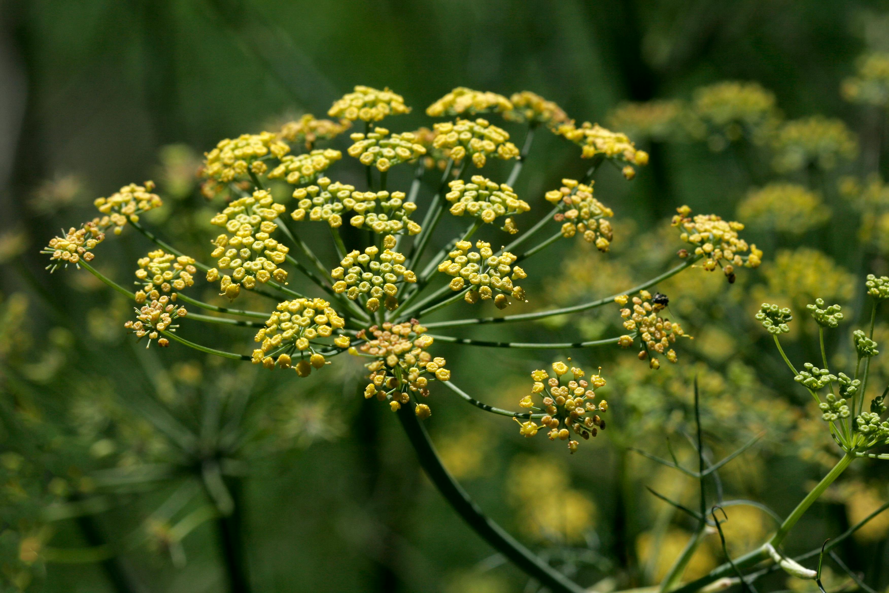 XV. 35. Asafoetida (Hing)