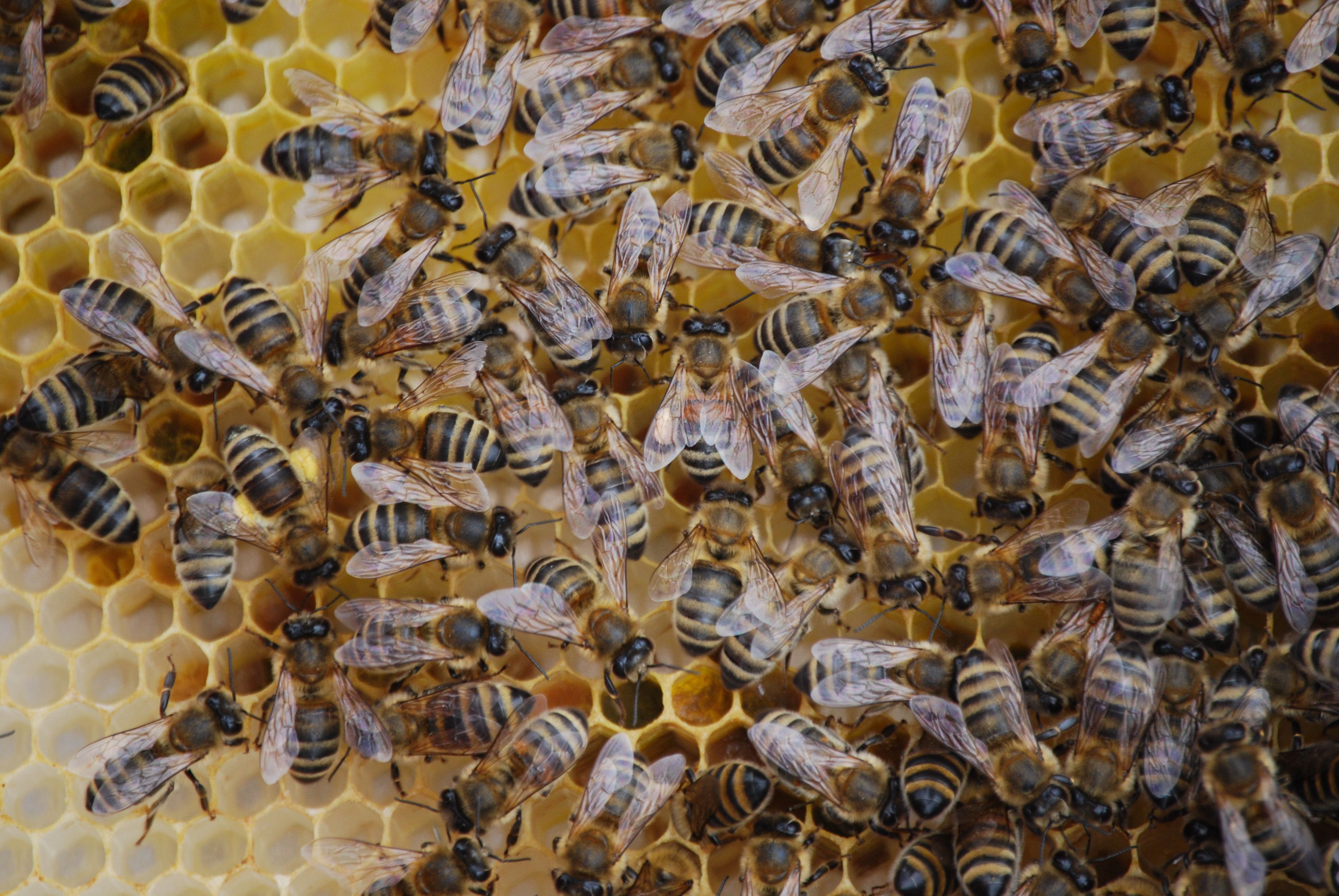 XVIII. 1. Royal jelly