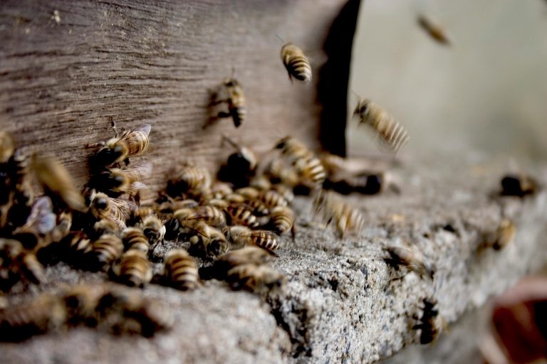 XVIII. 2. Propolis