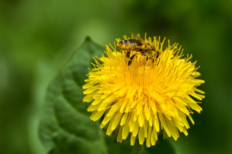 XVIII. 3. Bee pollen