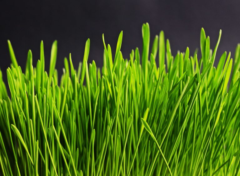 XIX. 4. Búzafű (wheatgrass)