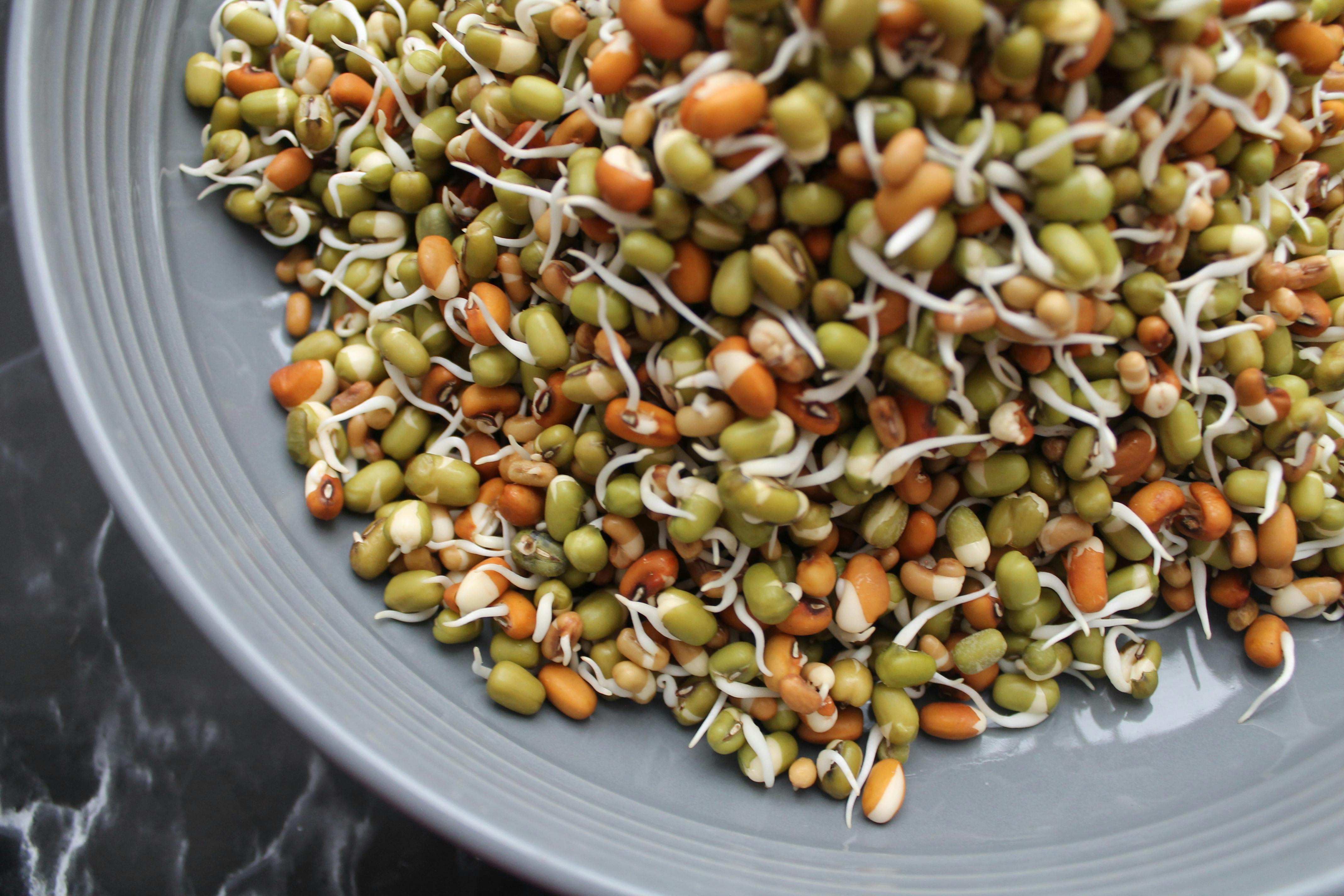 XIX. 5. Lentil sprout